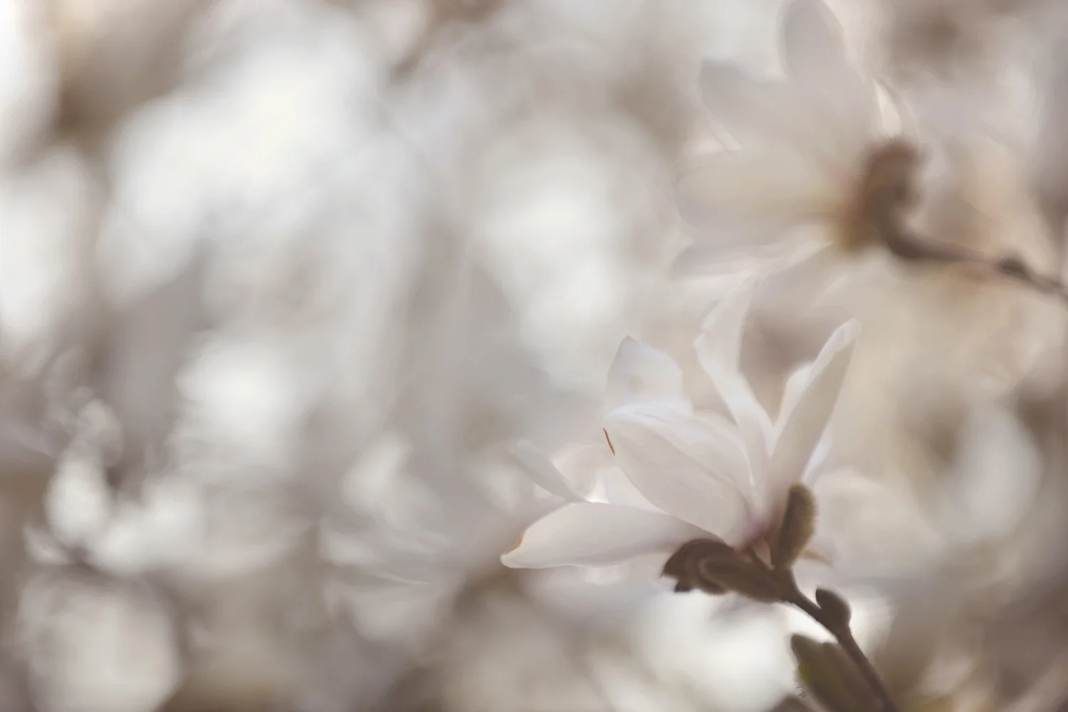 _DSC5218 white magnolia impressionist web.jpg