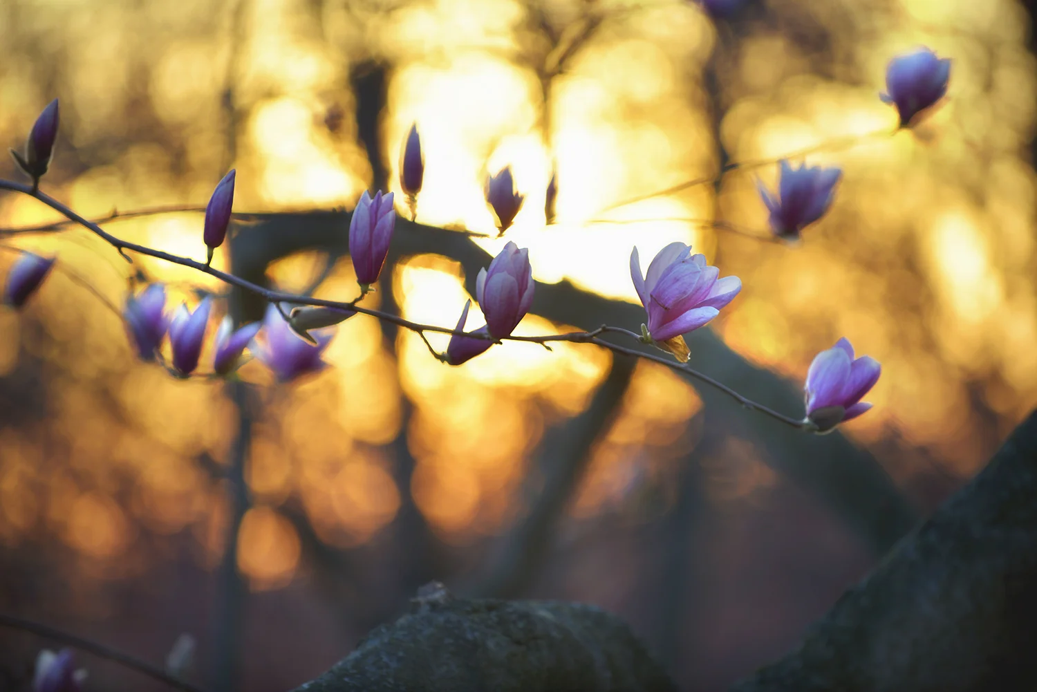 _DSC5180 magnolias in sunset web.jpg