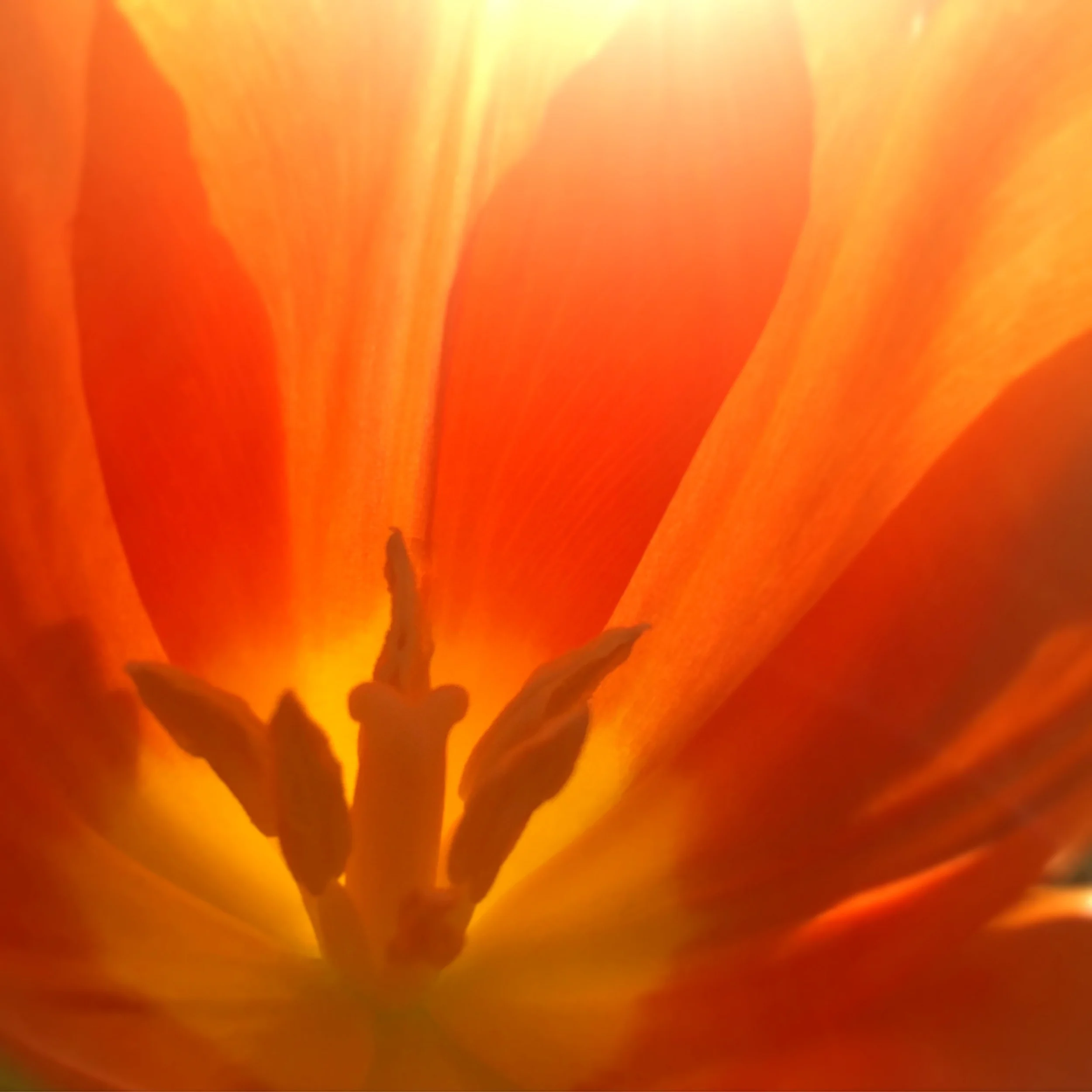 IMG_5339 red orange tulip web.jpg
