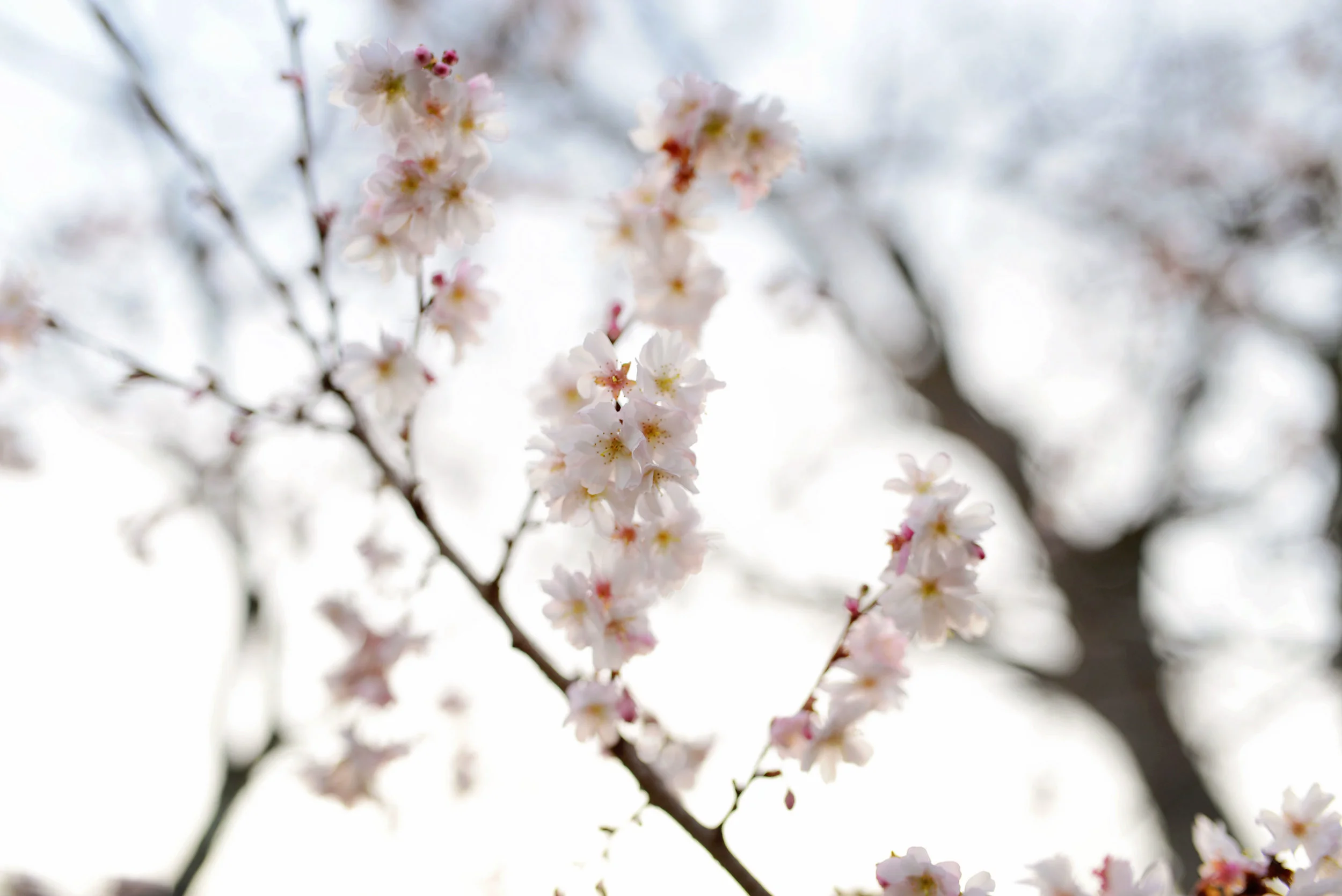 DSC_7455 cherry blossoms in december web.jpg