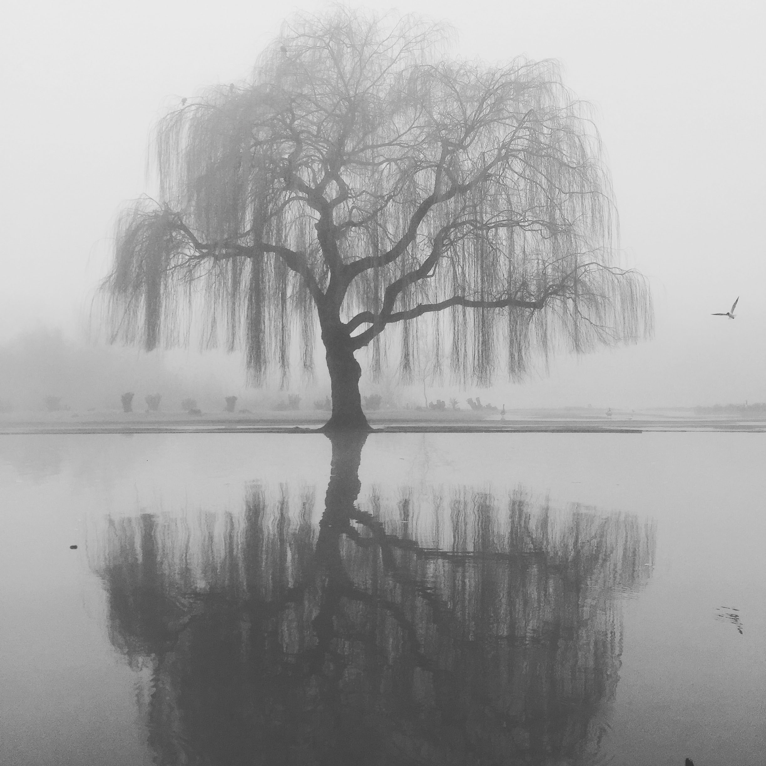 IMG_2438 london fog web.jpg