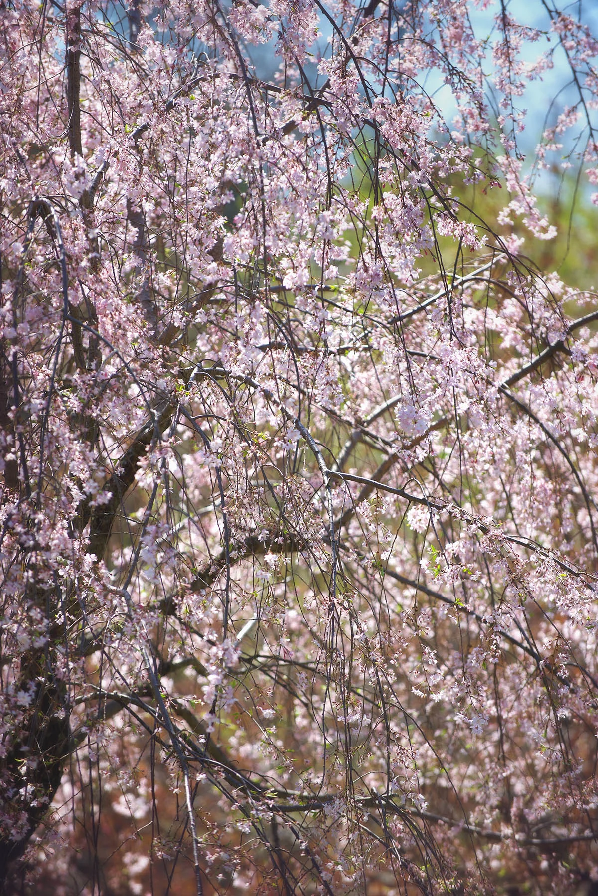DSC_8230 3 pink blossoms web.jpg