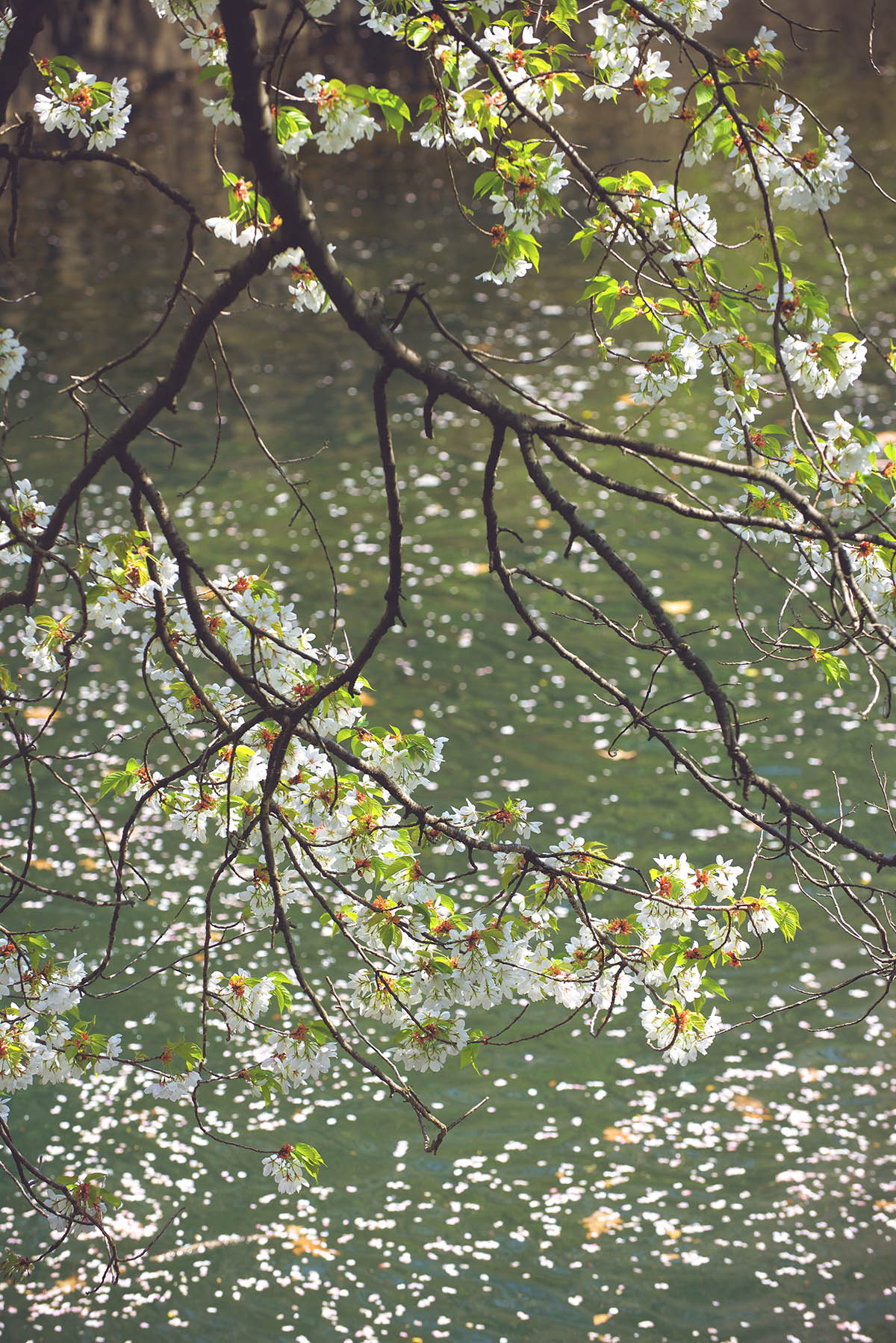 DSC_8148 branches and petals web.jpg