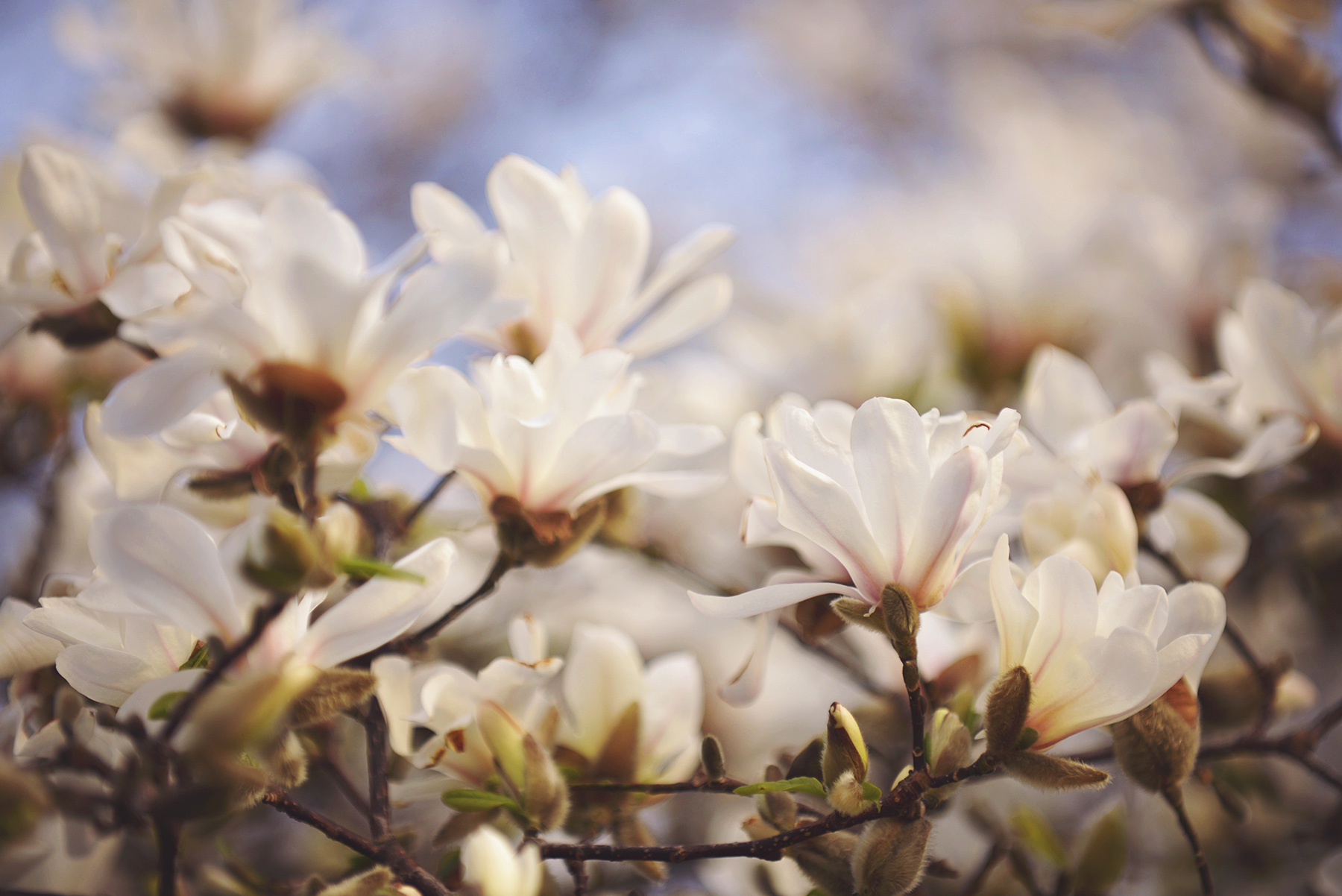 _DSC5220 more dreamy white magnolias web gallery.jpg