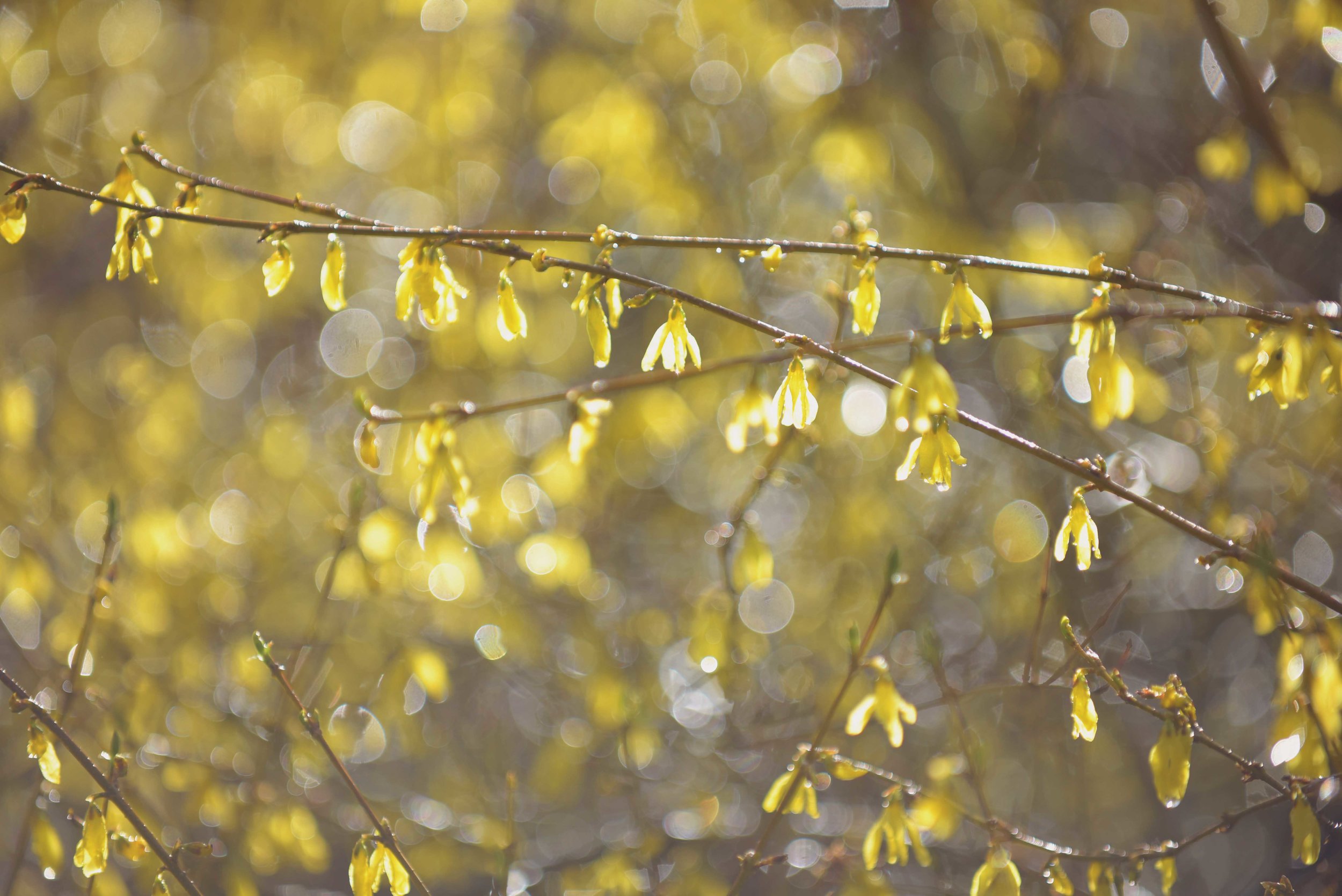 DSC_5852 forsythia web gallery.jpg