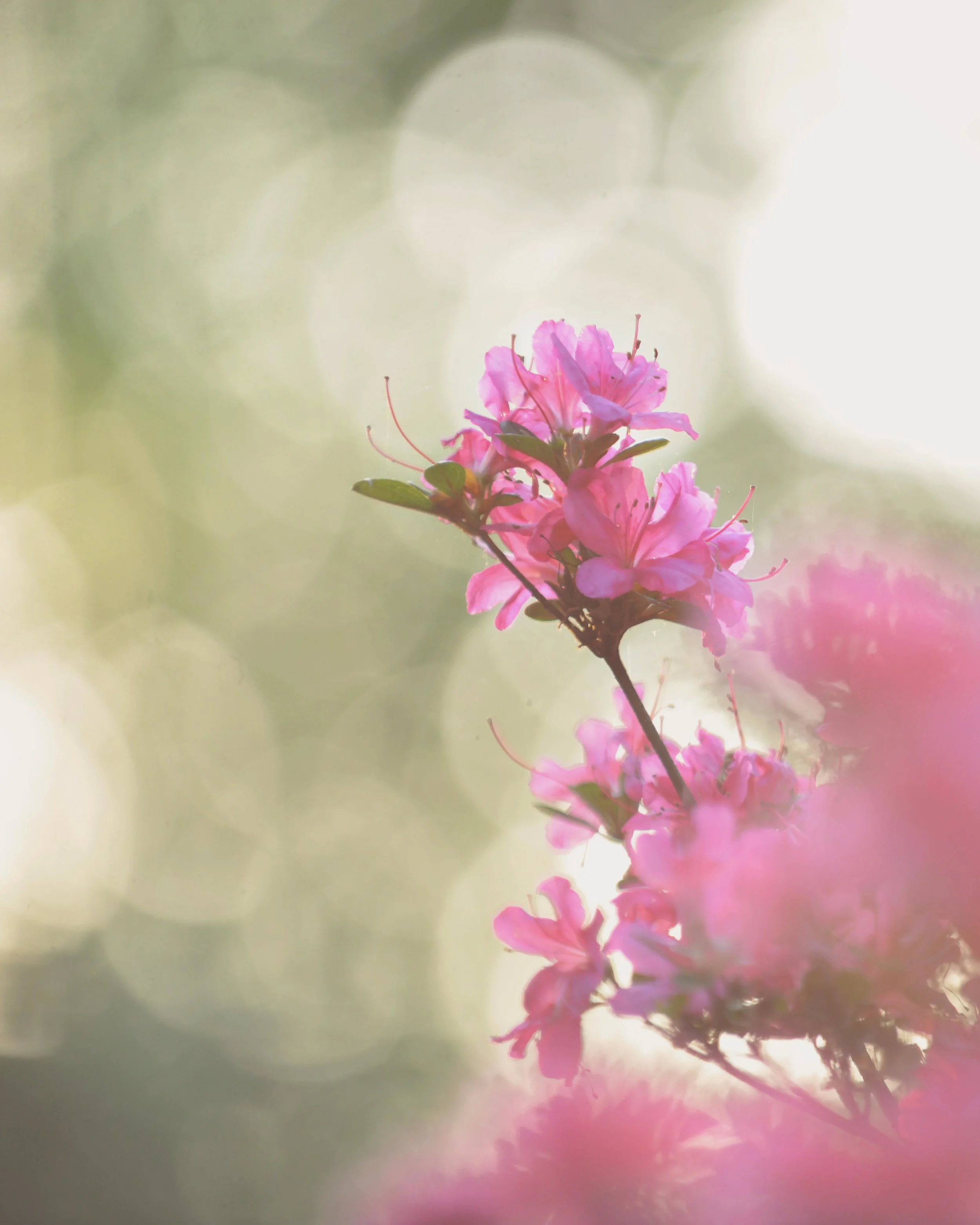 DSC_0725 hazy pink flower with bokeh web gallery.jpg