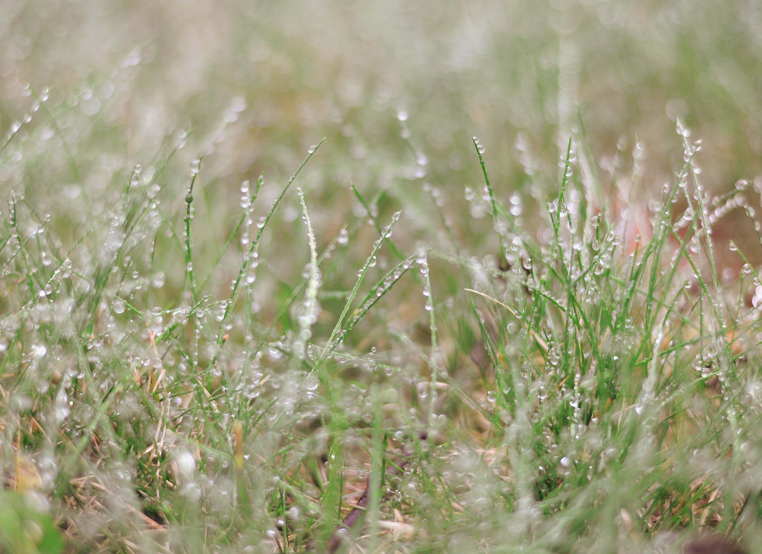 DSC_5531 dew drops on grass cropped web gallery.jpg