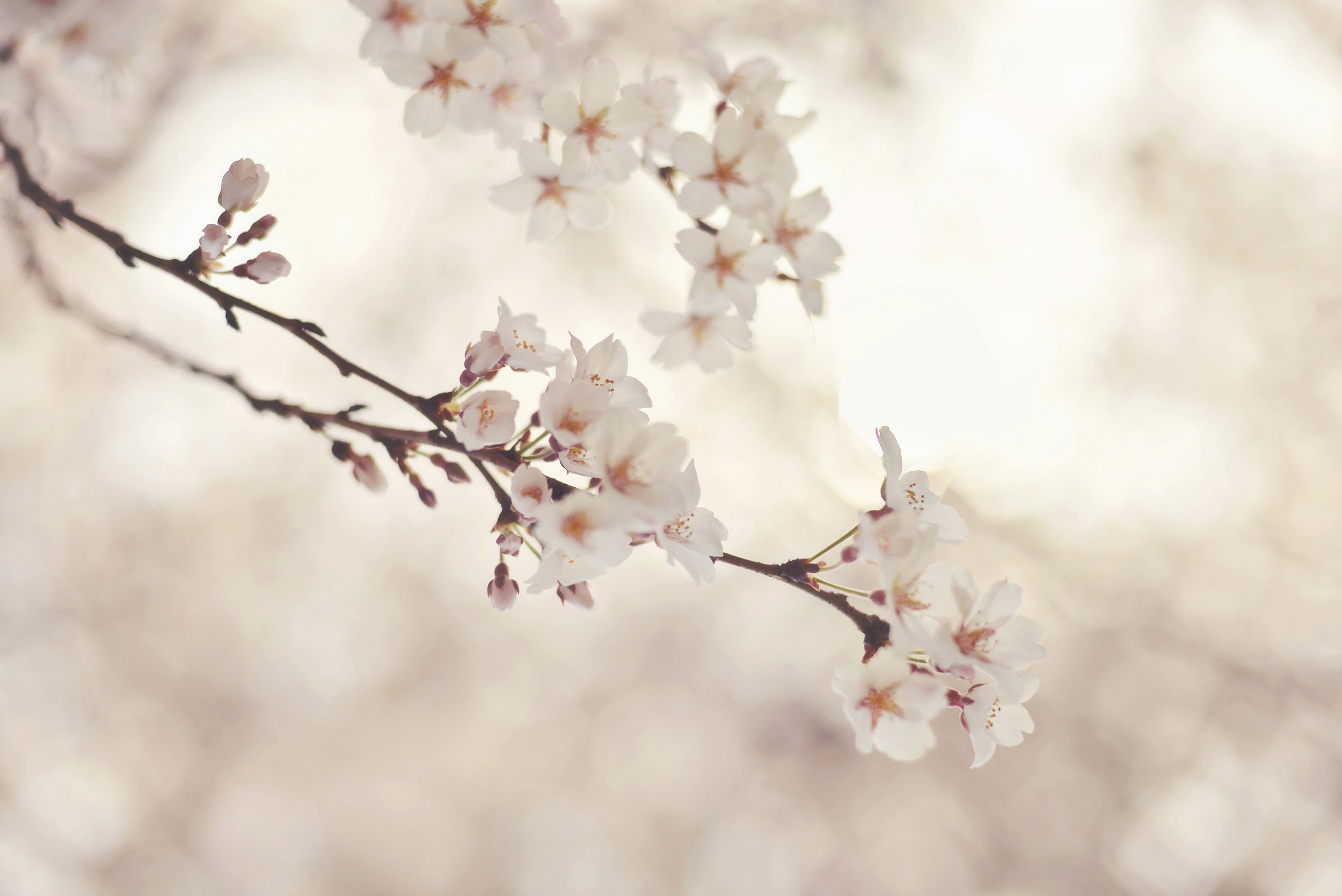 DSC_4915 white blossoms in central park 2015 web gallery.jpg