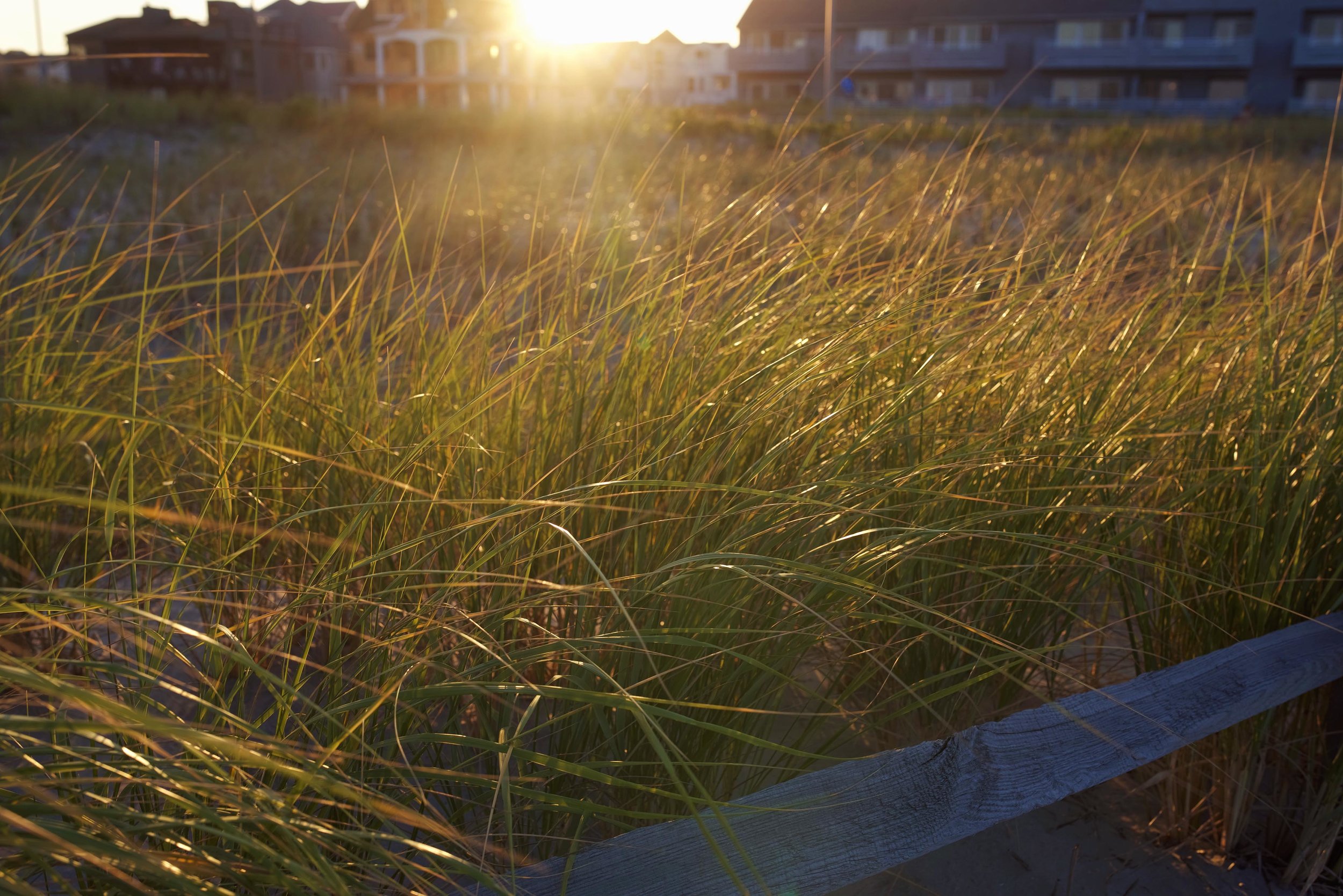 sea grass beach. web gallery.jpg