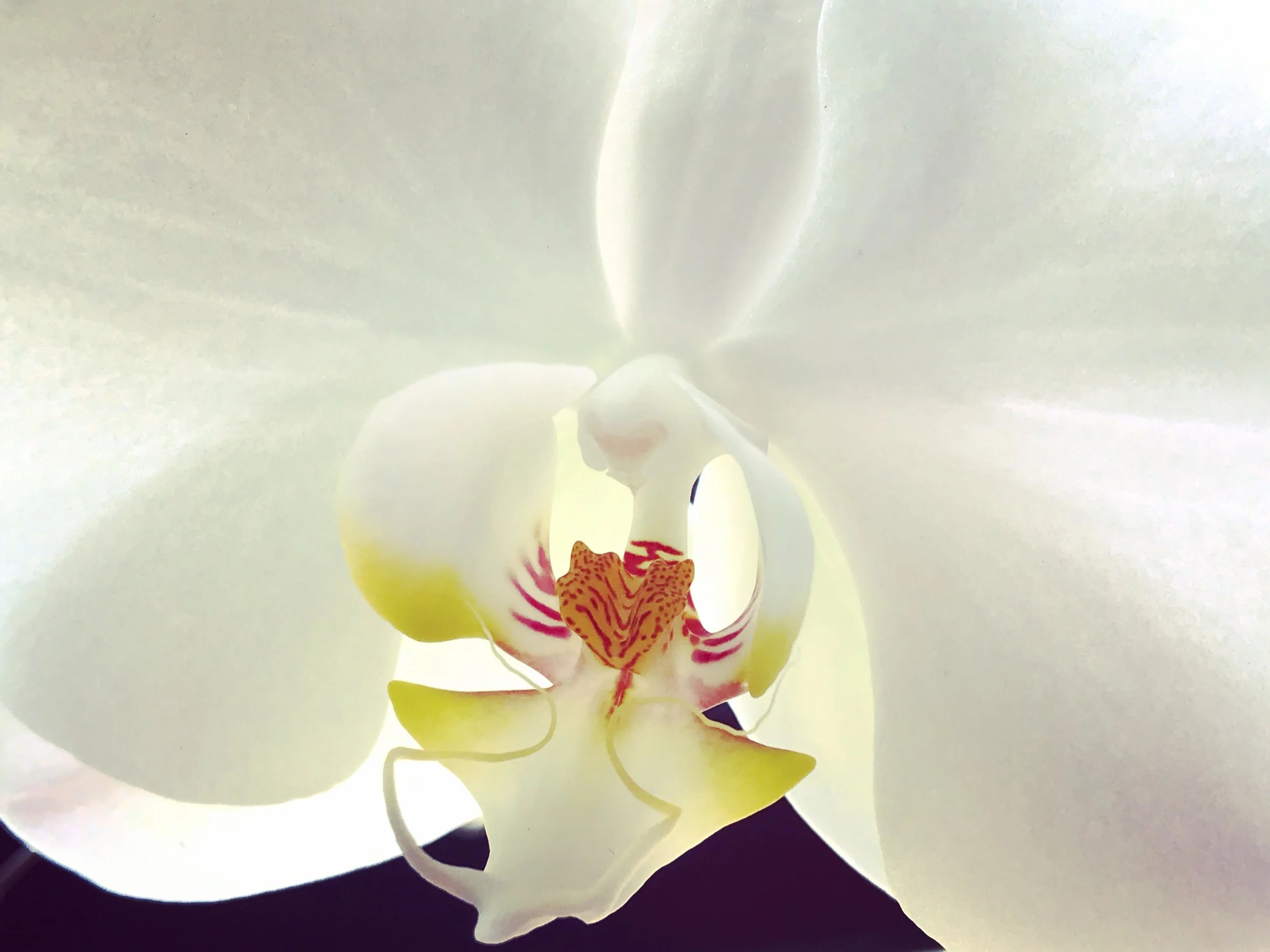 IMG_3554 2 orchid.jpg