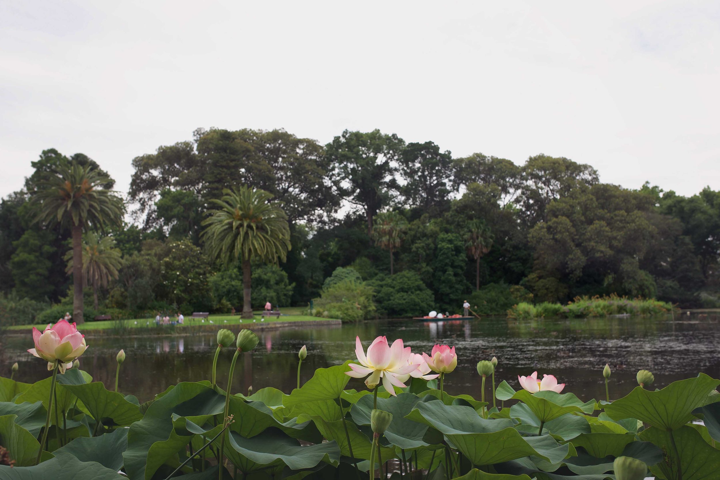 DSC_2226 melbourne botanical garden.jpg