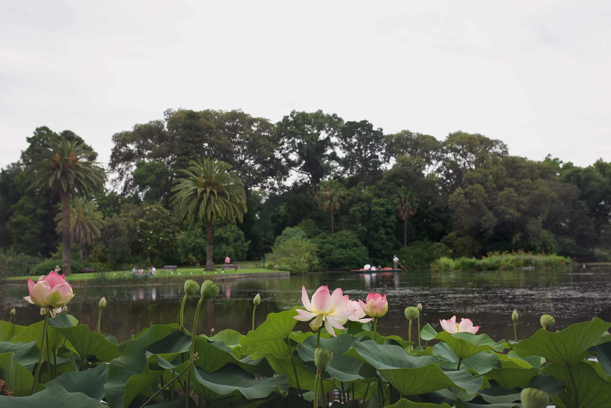 DSC_2226 melbourne botanical garden.jpg