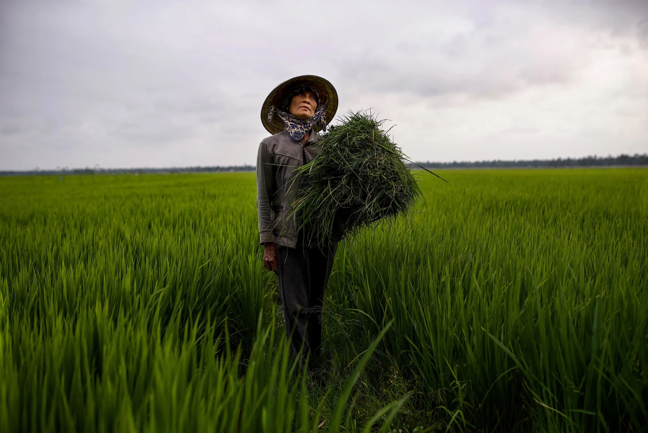 DSC_4725 regal in the rice paddy lisa rayman goldfarb NPG web gallery.jpg
