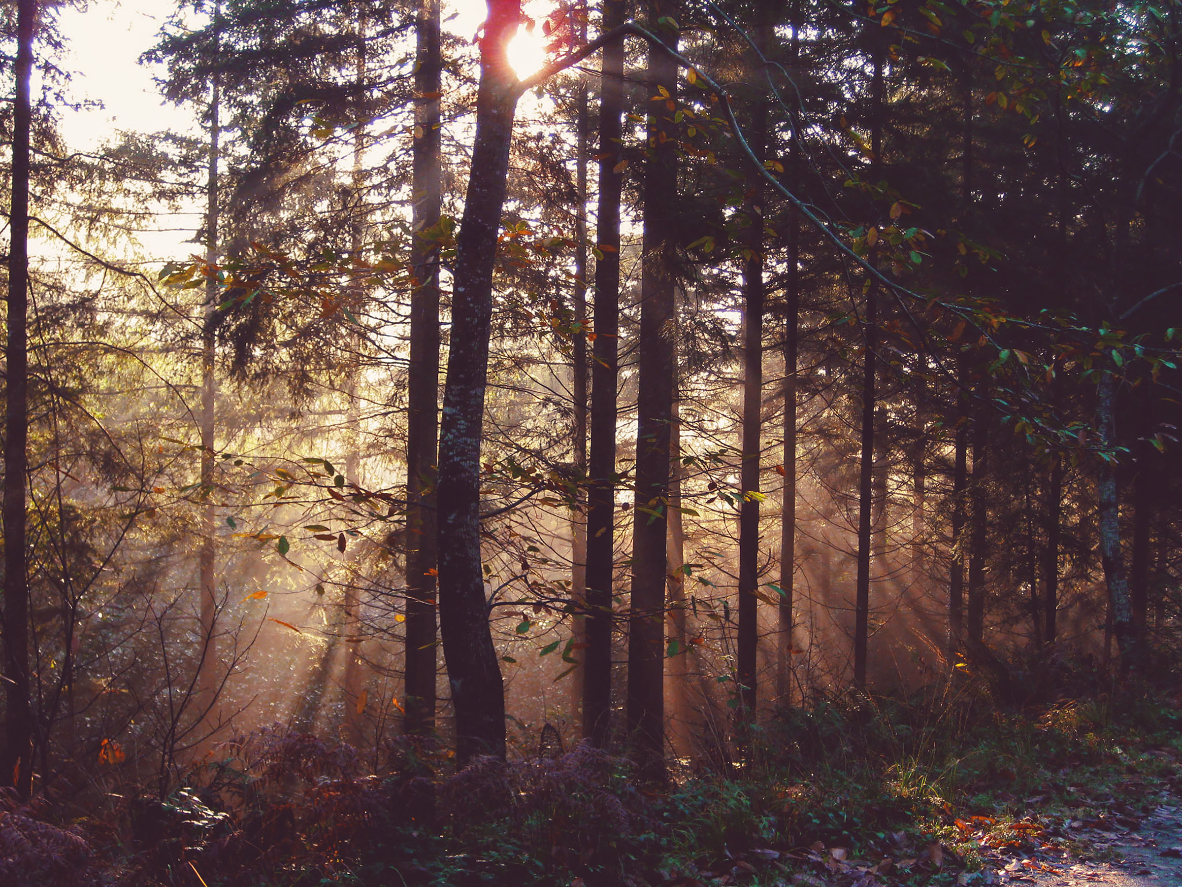 IMG_3286 sun rays small.jpg
