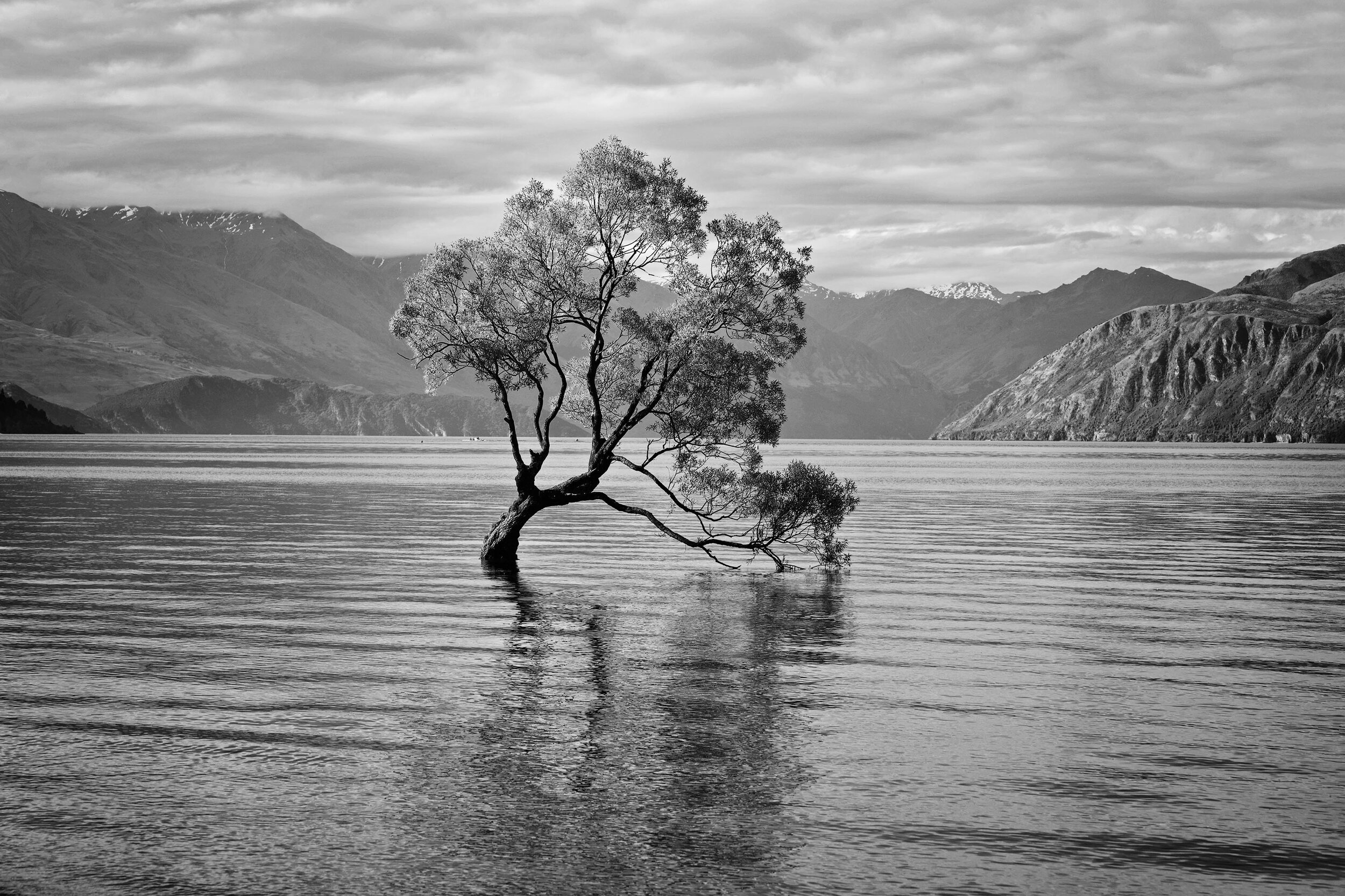 DSC_4089 wanaka tree BW small.jpg