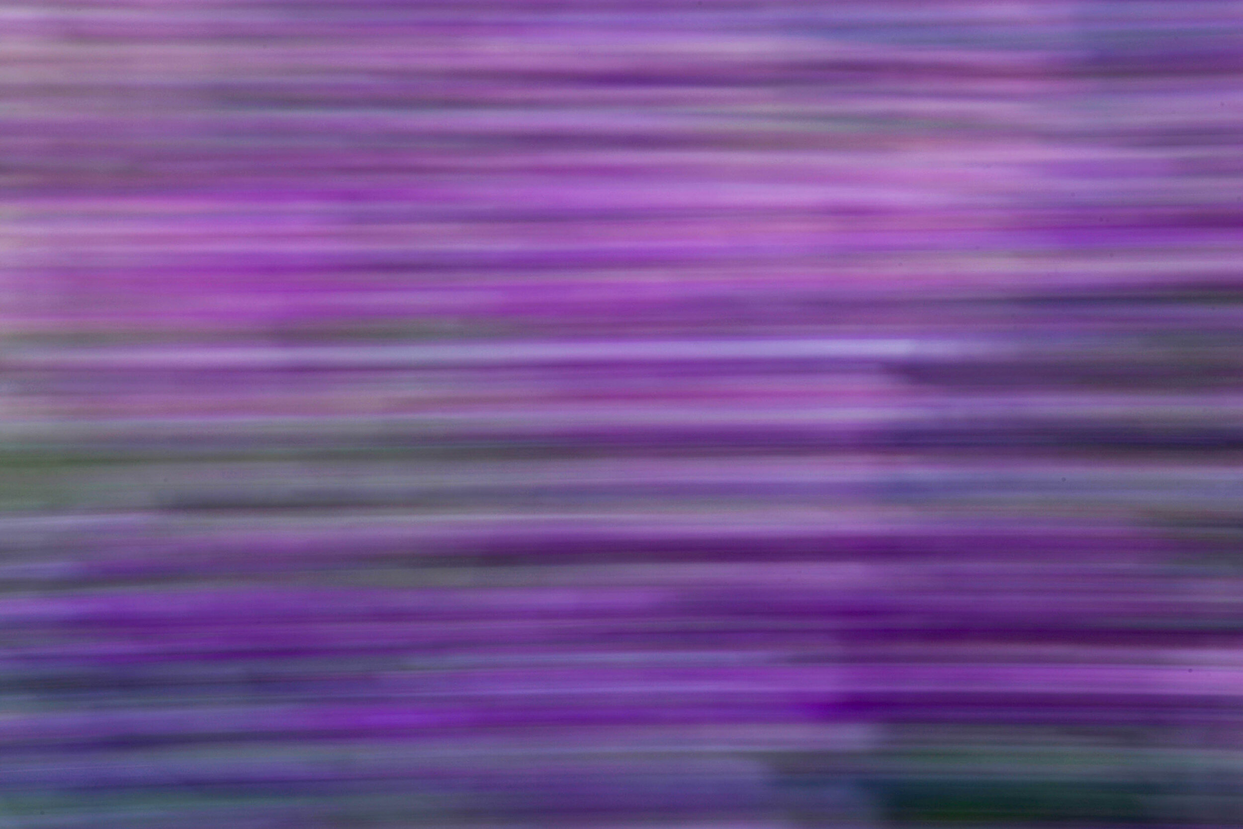 DSC_3643 lupin flower purple blur gallery.jpg