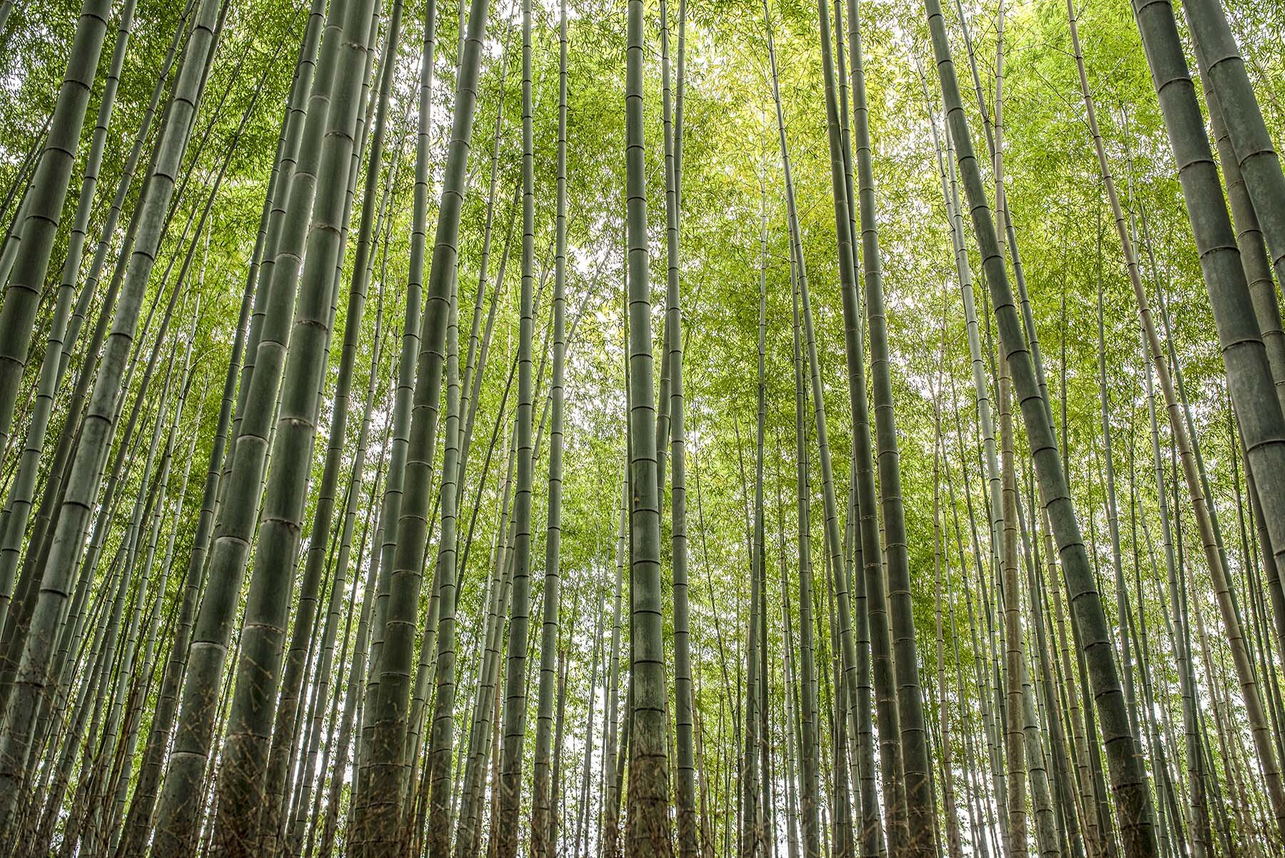 DSC_6397 bamboo forest gallery.jpg