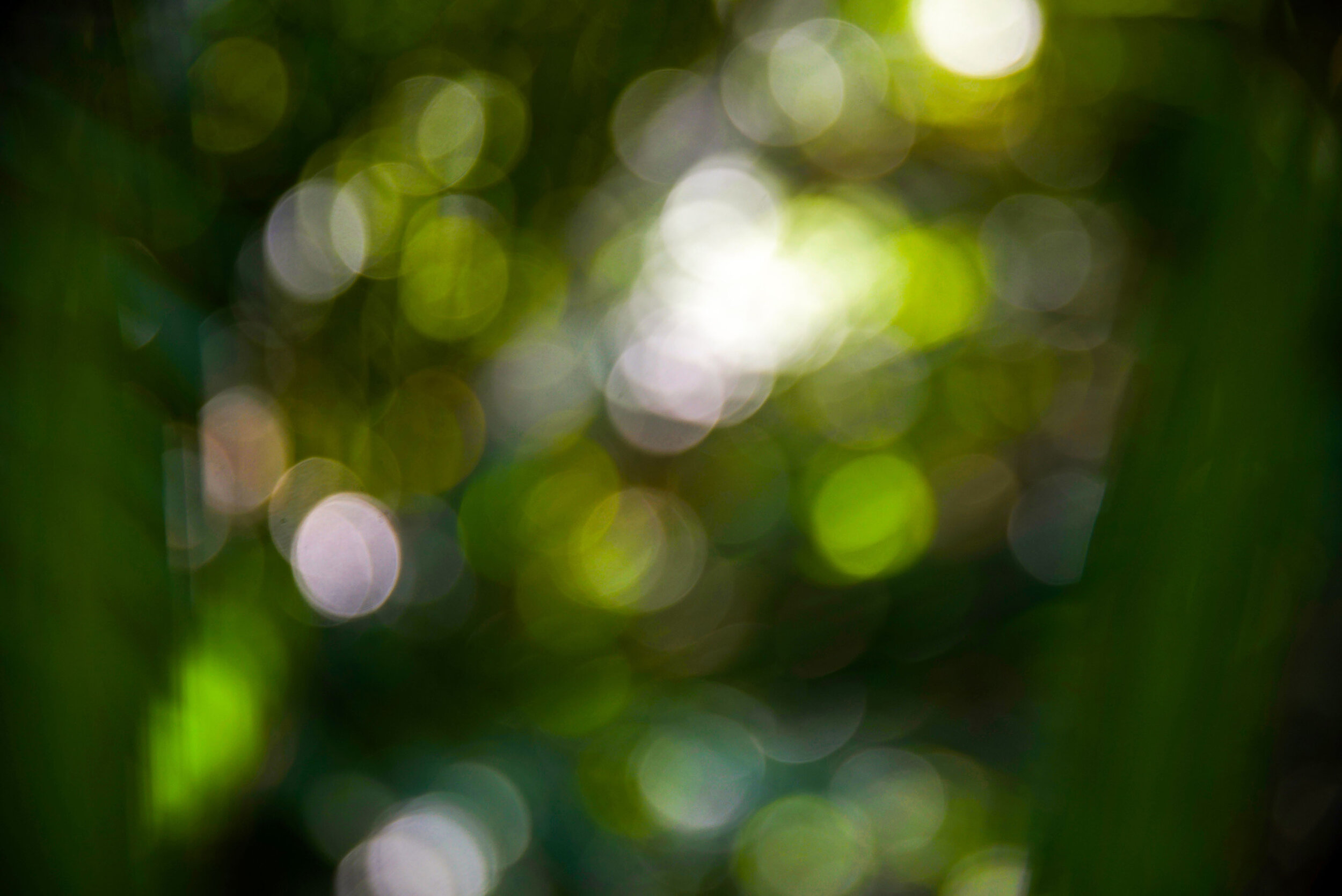 DSC_2955 bokeh light gallery.jpg
