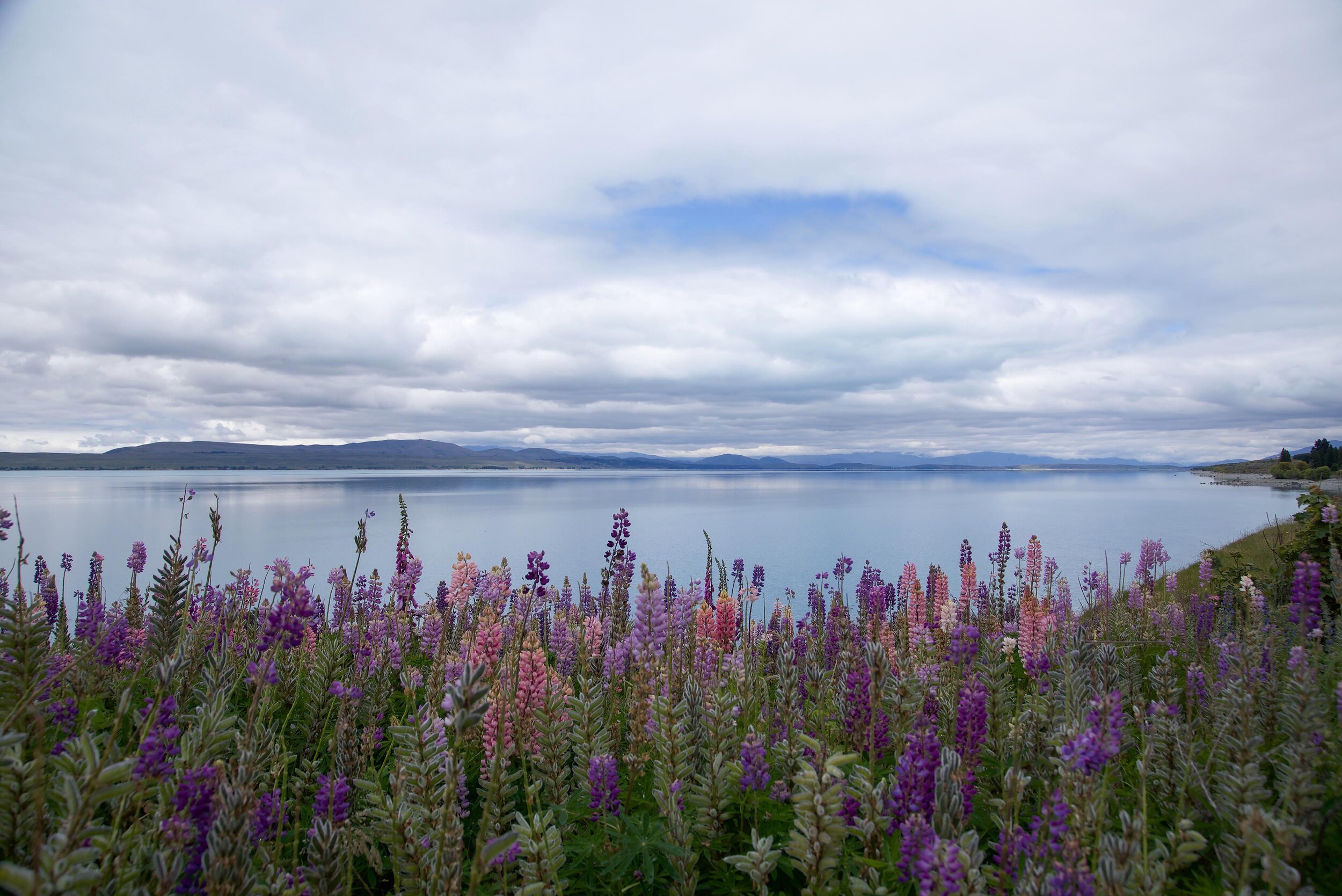 DSC_4022 lupin gallery.jpg