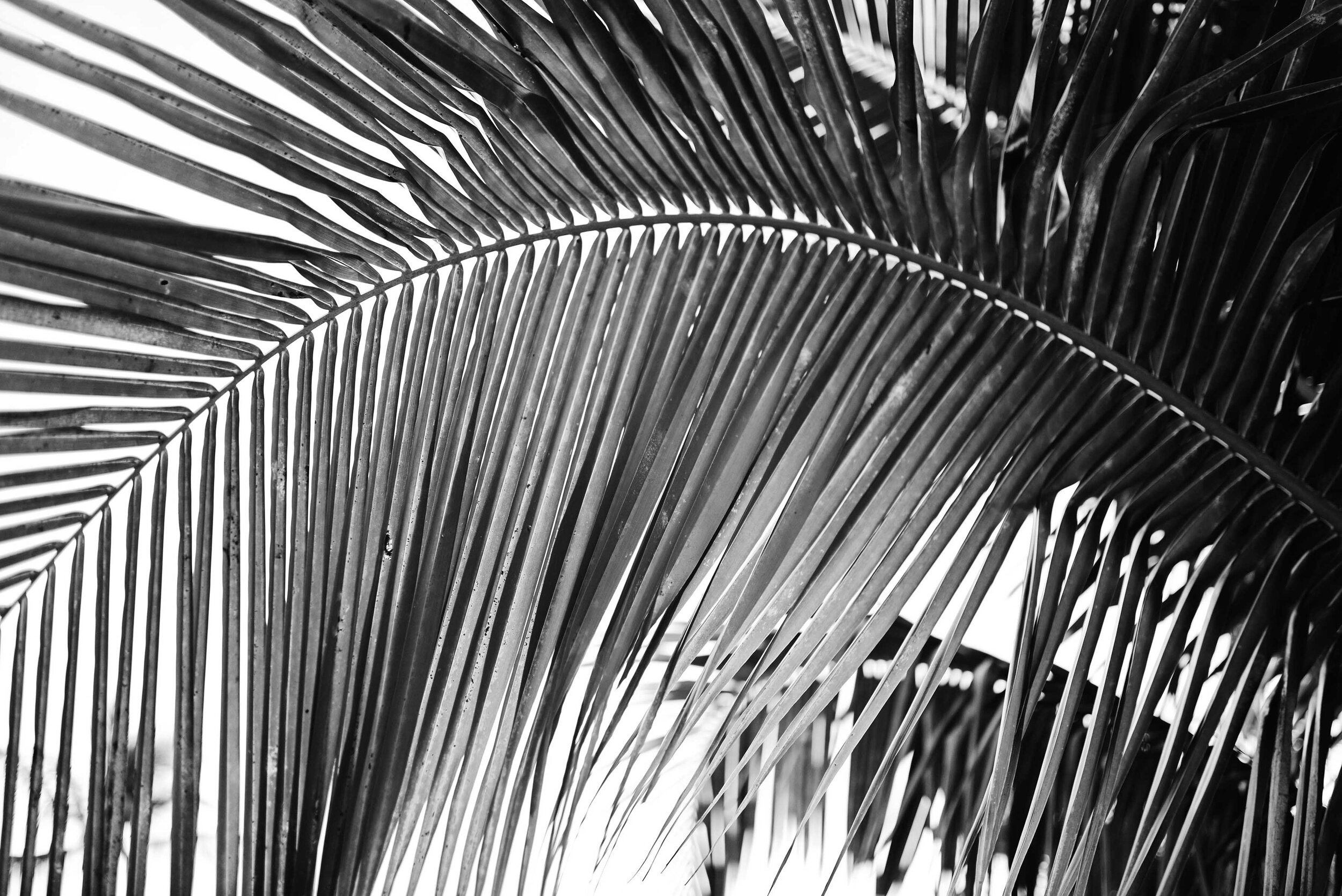 DSC_7981 palm frond B&W web gallery.jpg