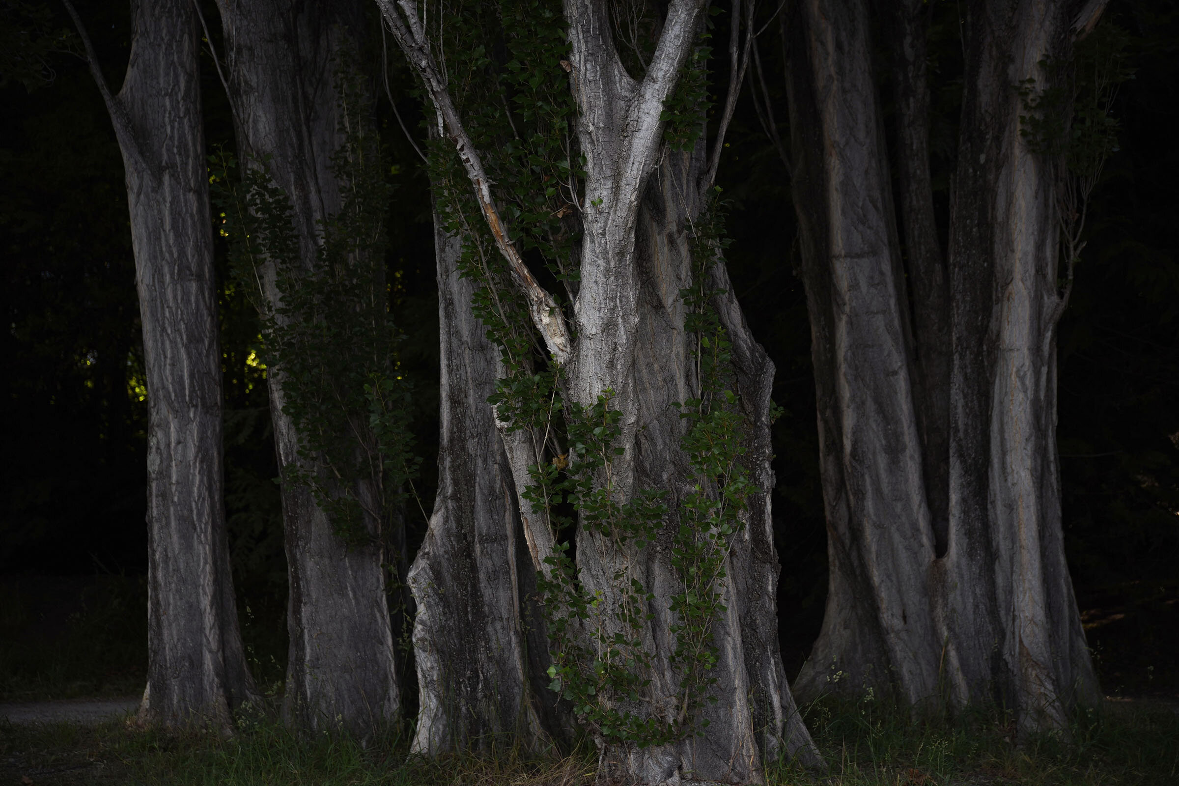 DSC_4106 new zealand trees tree for web.jpg