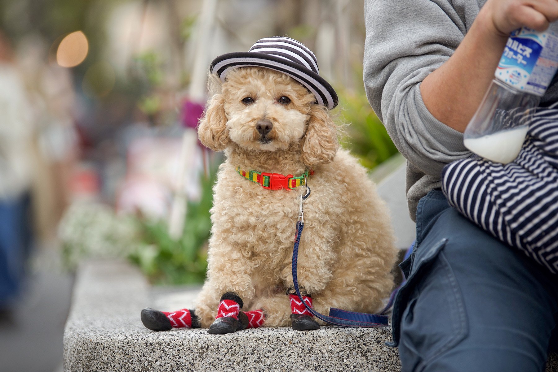 DSC_9476 2 dog in hat.jpg