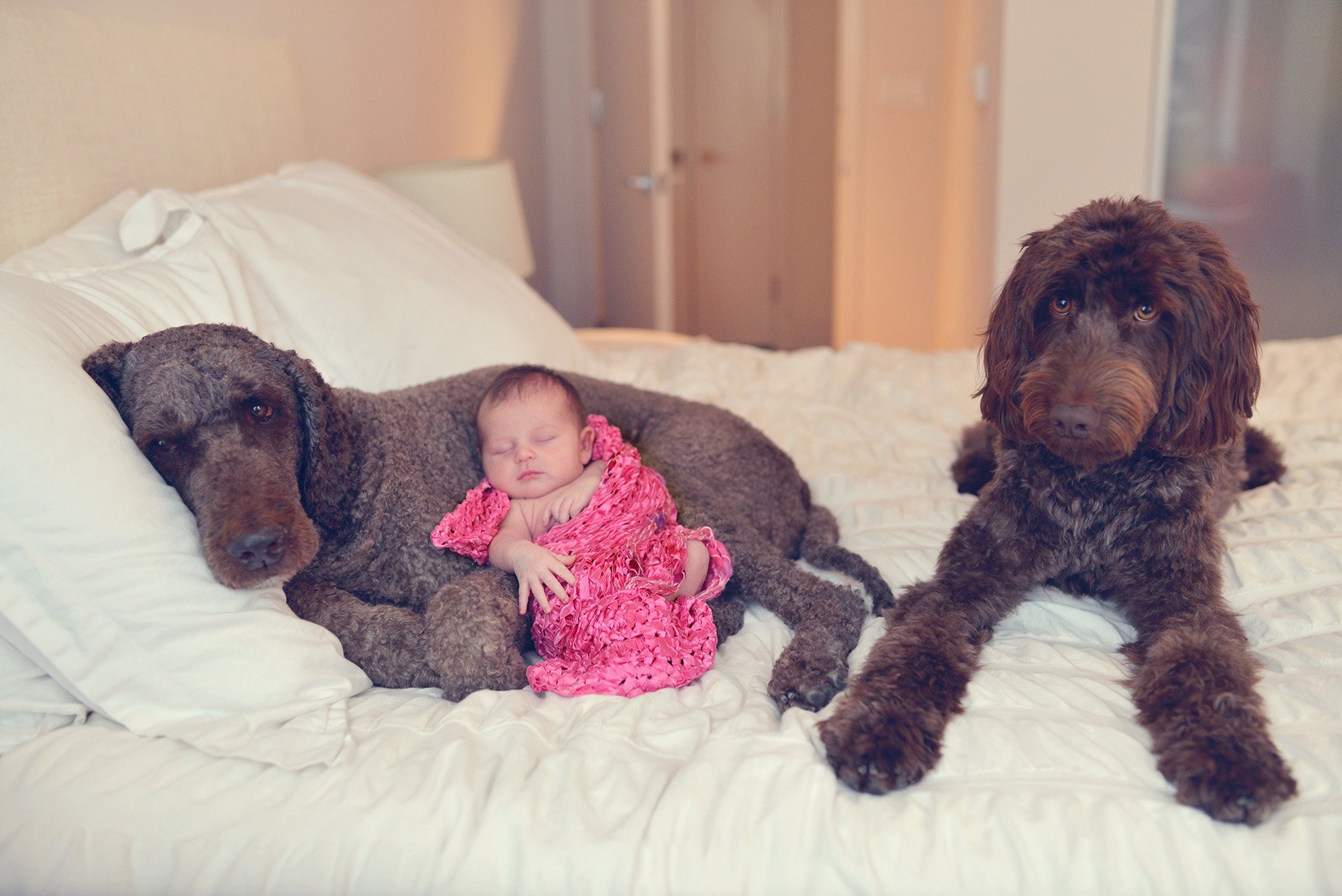 DSC_3732 quinn and dogs web.jpg