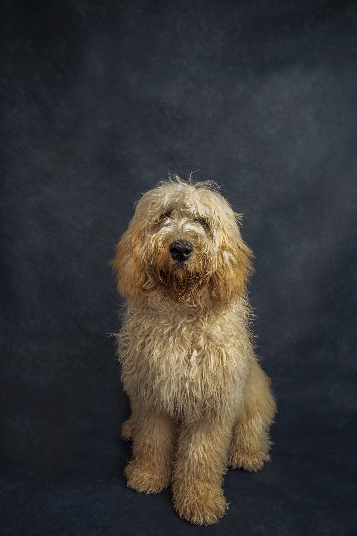 DSC_7694 wilbur portrait web.jpg