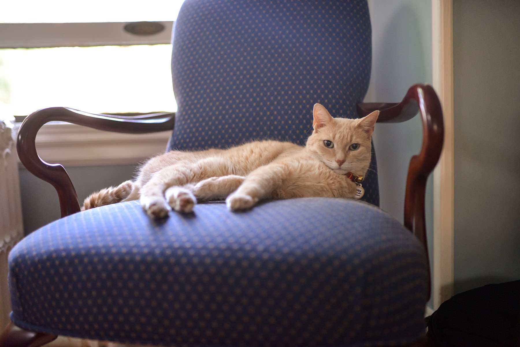 DSC_8594 cat on chair web.jpg