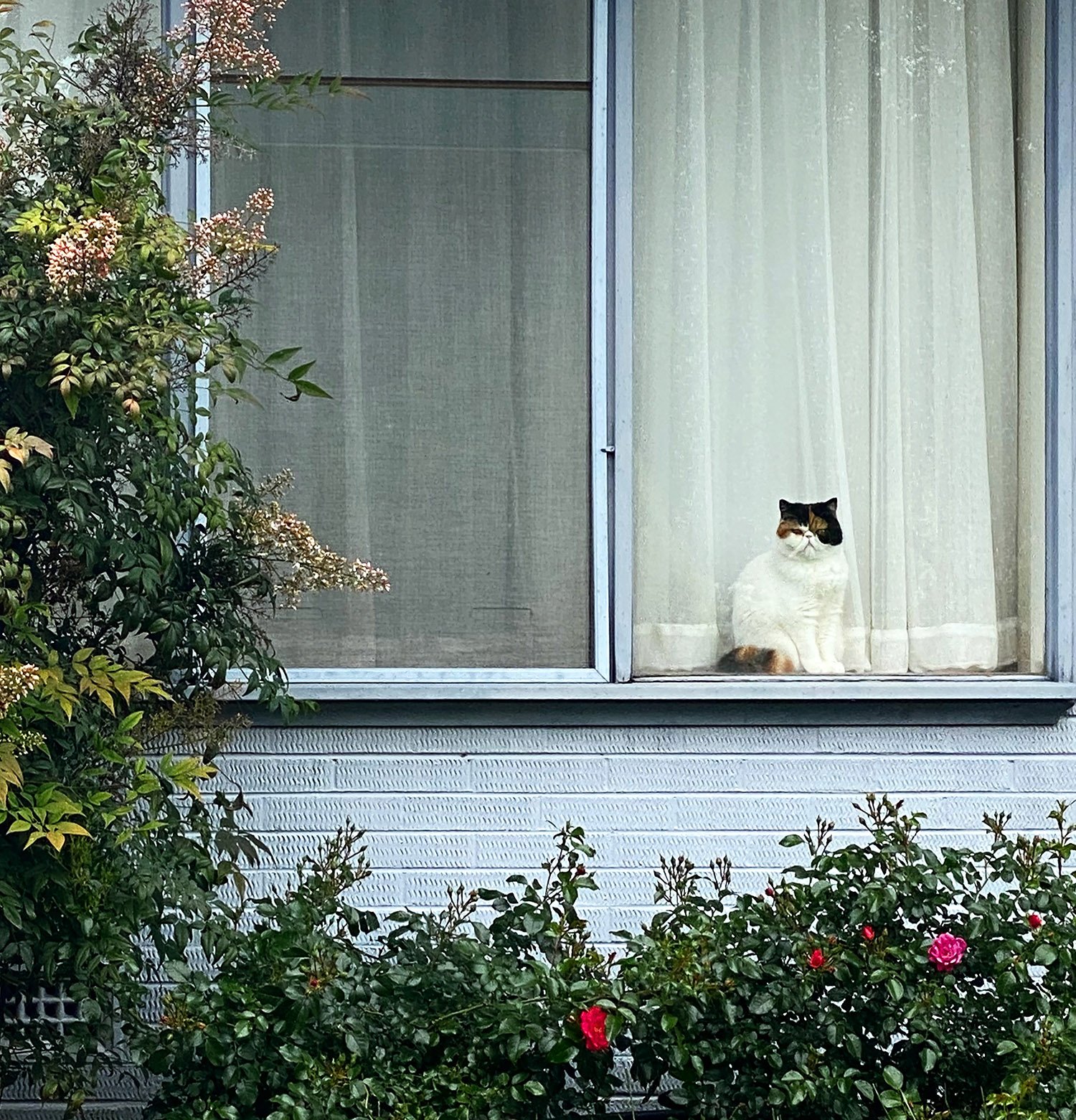 cat in window web.jpg