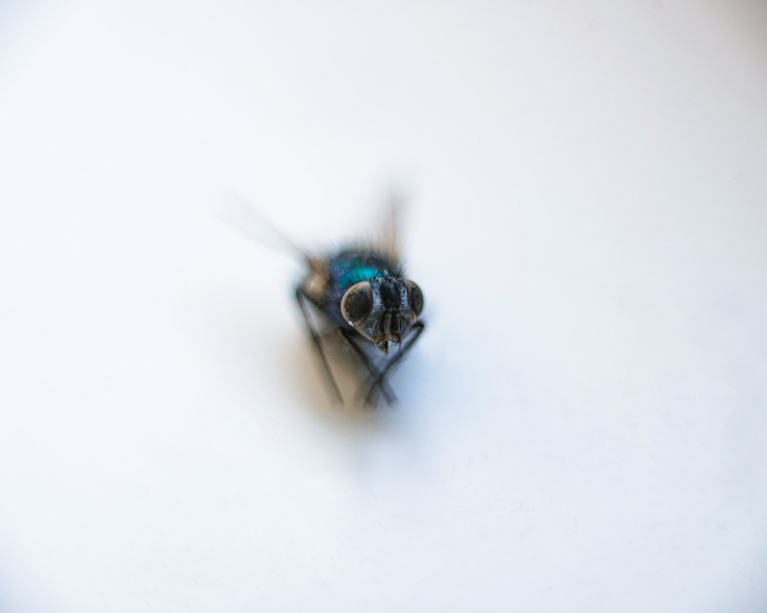 DSC_7819 vintage lens fly lisa rayman web.jpg
