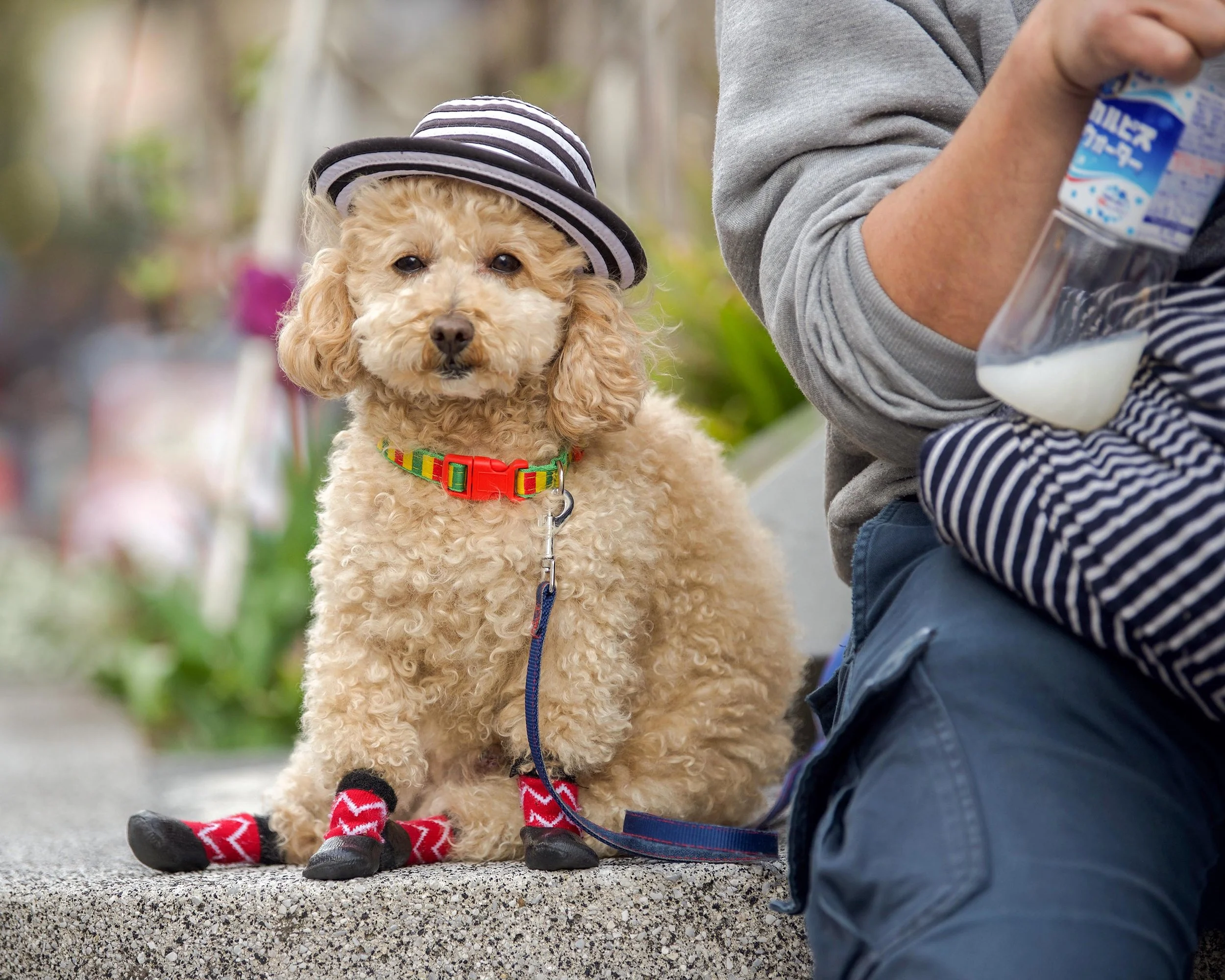DSC_9476 2 dog in hat web.jpg