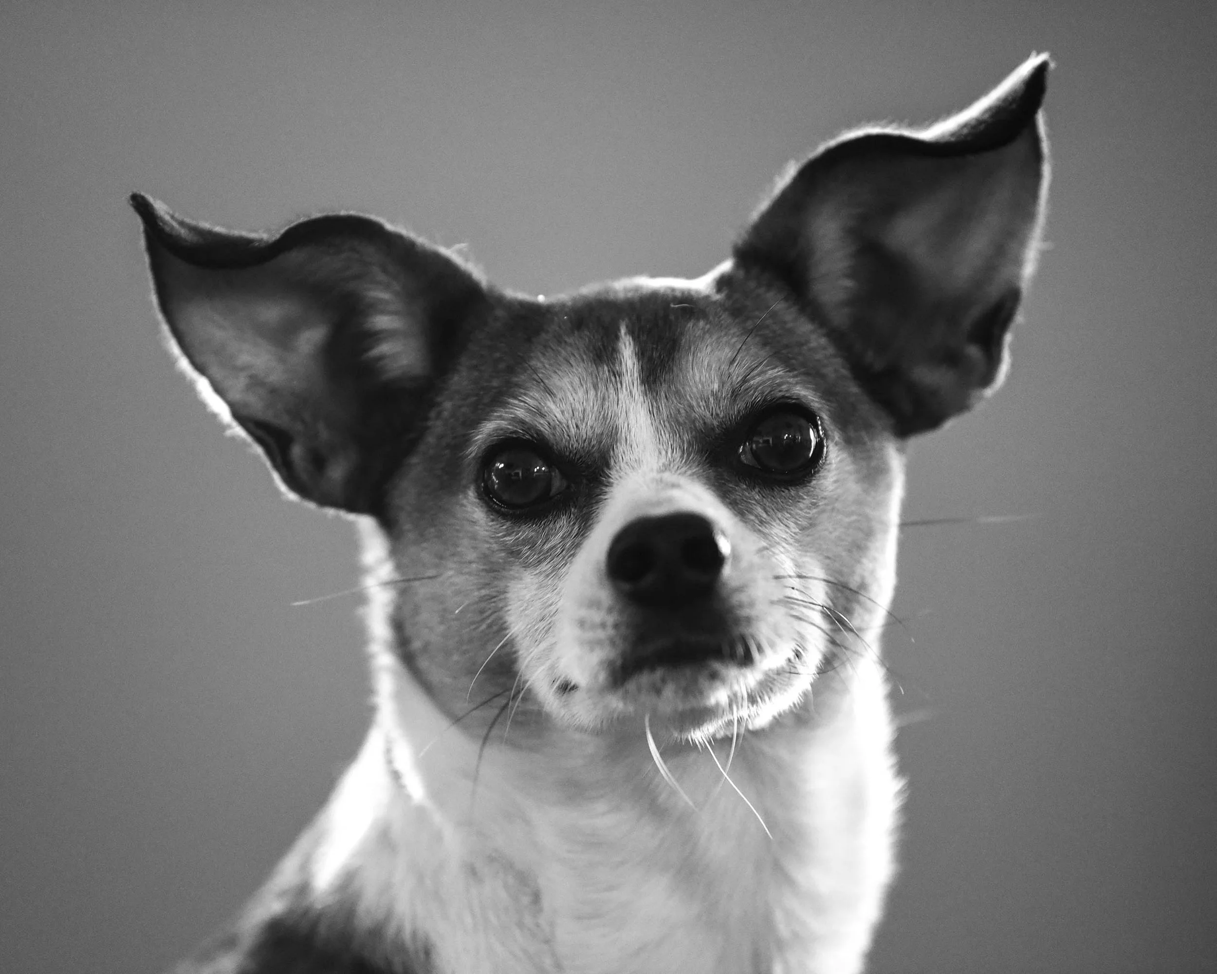 DSC_1708 lucy dog web.jpg