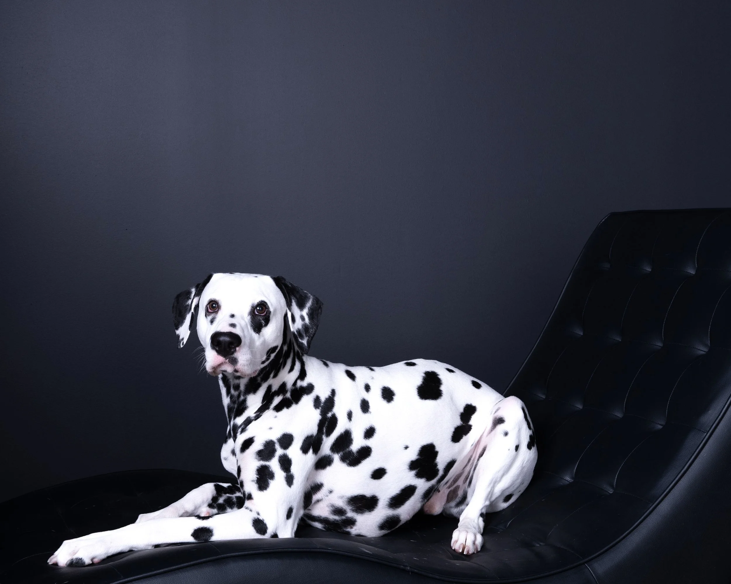 L1440693 dalmation on chair web.jpg