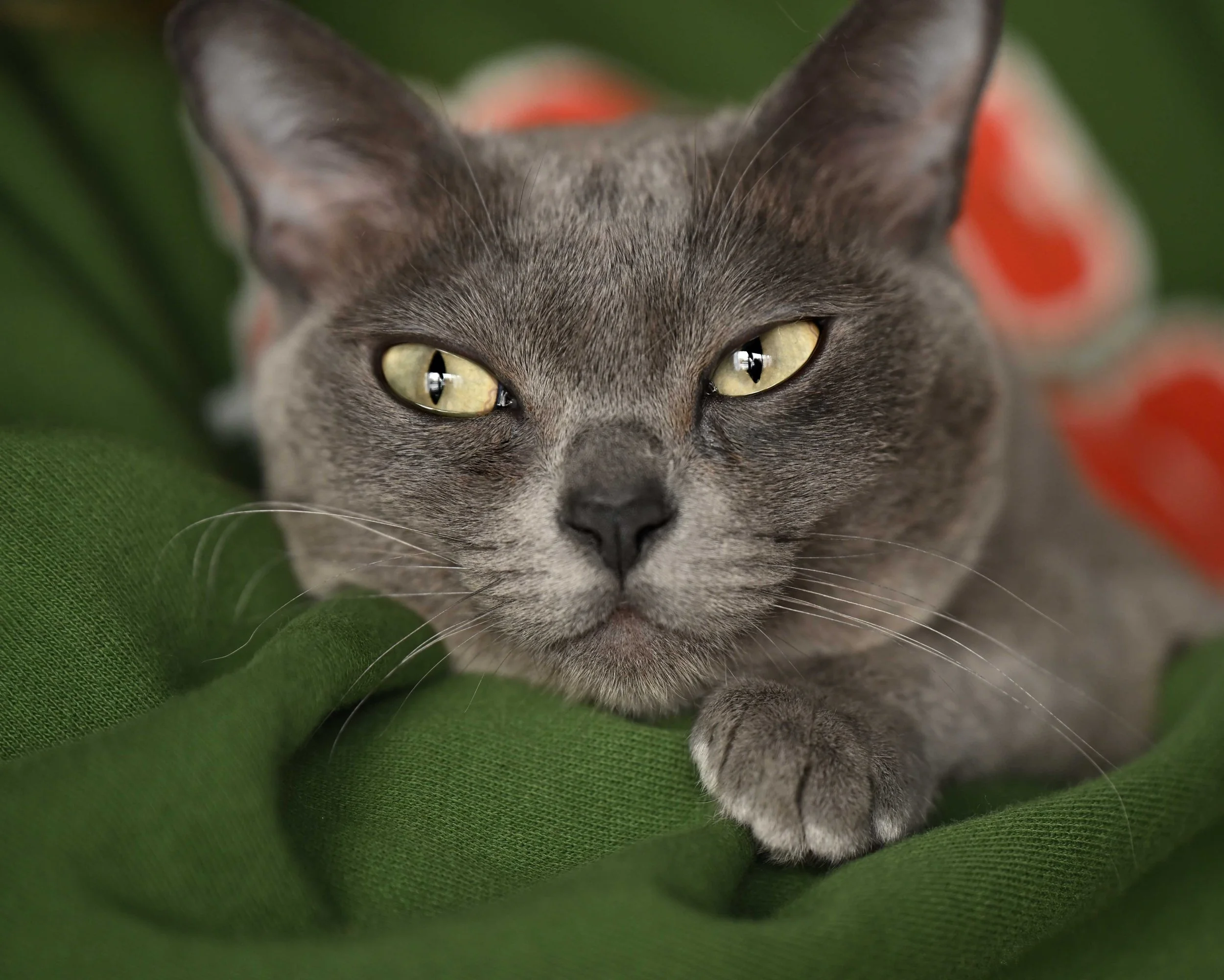 DSC_2723 emerson cat.jpg