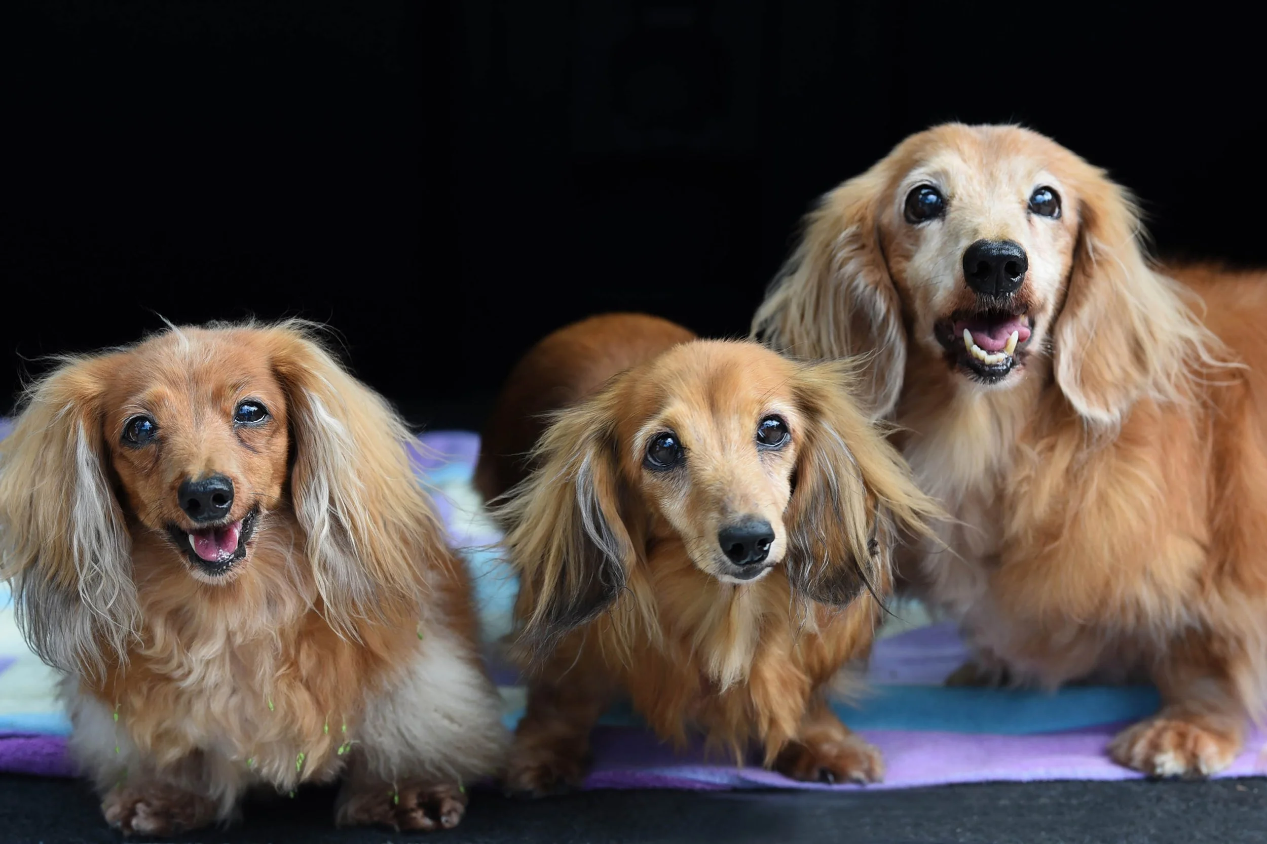 DSC_7179 doxies FINAL web.jpg