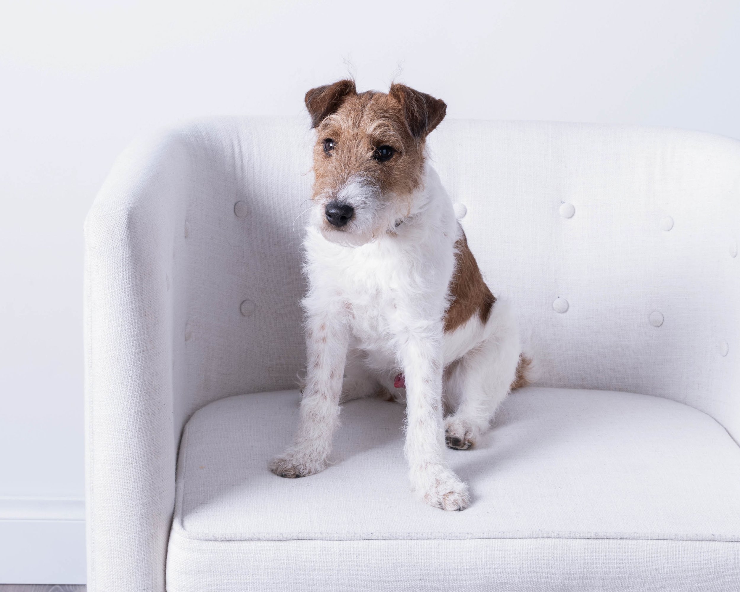 L1440440 pup on white chair web.jpg