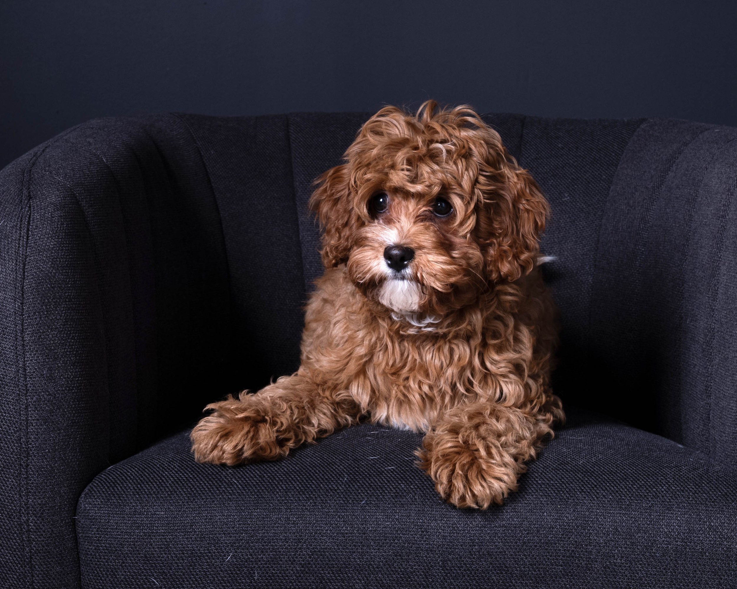 L1440788 copy pup on chair web.jpg
