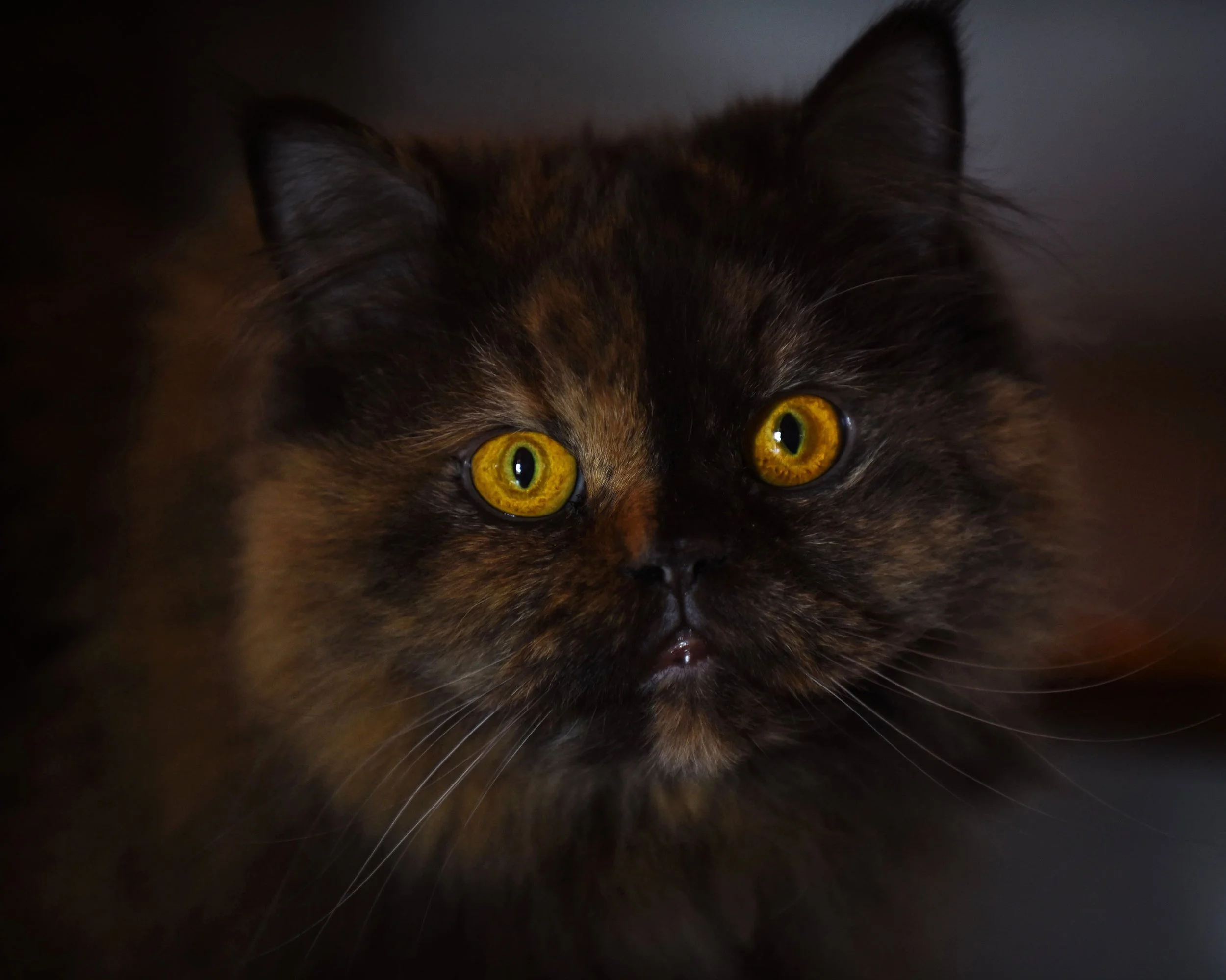 DSC_0760 kylie cat portrait web.jpg