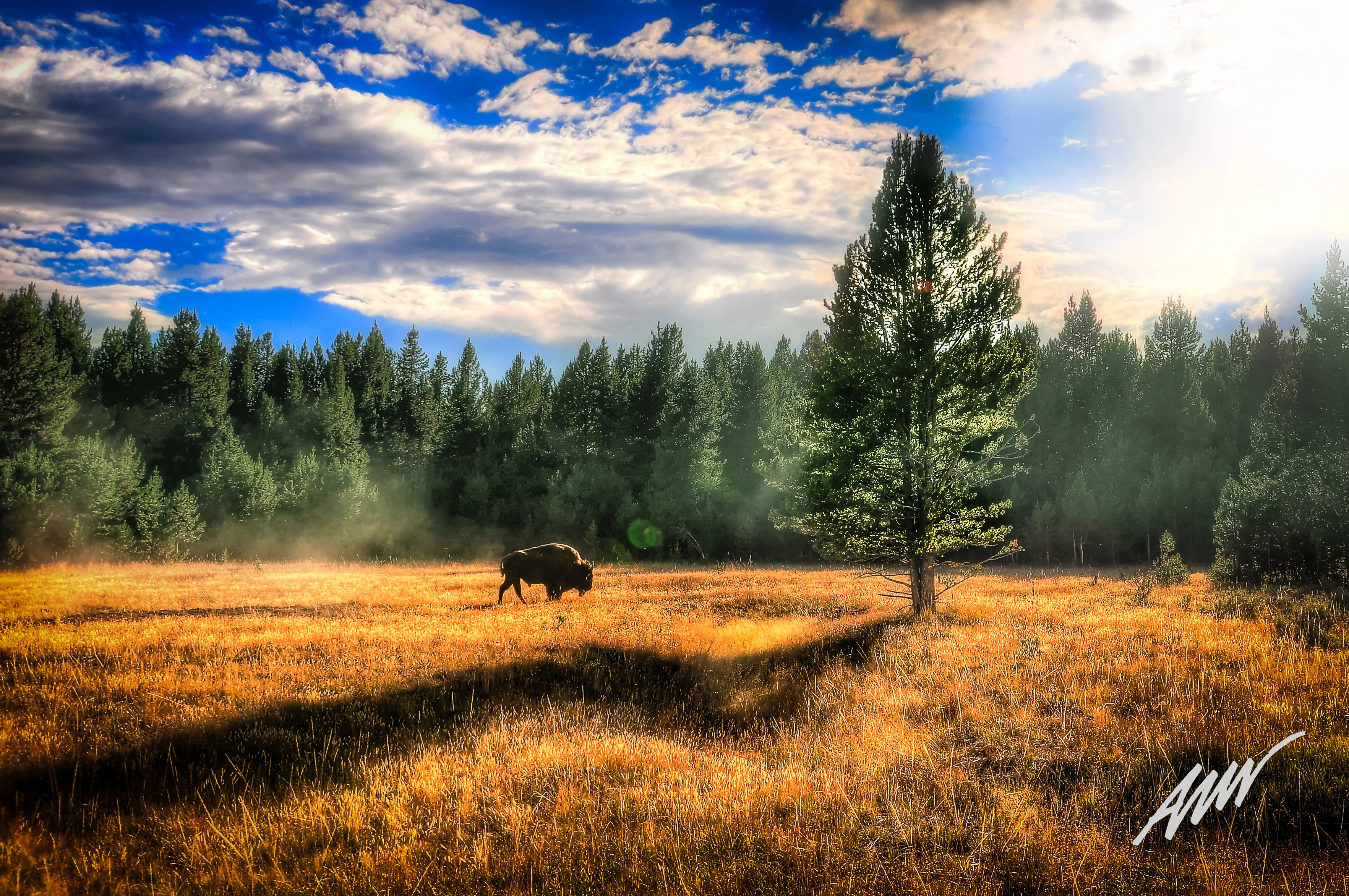 Bison of Yellowstone 16x20 Acrylic