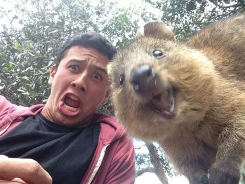 Things that win the Internet
