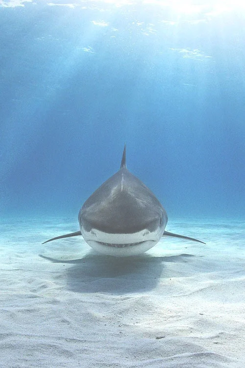 151-on-the-ocean-floor-1ff6da9d-sz500x750-animate.jpg