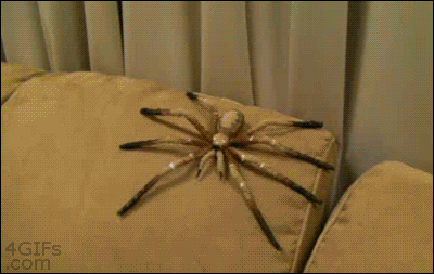 tumblr_muybjw6w9l1qdlh1io1_400.gif