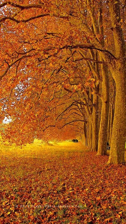 297-autumn-in-lausanne-5a6b6017-sz421x750-animate.jpg