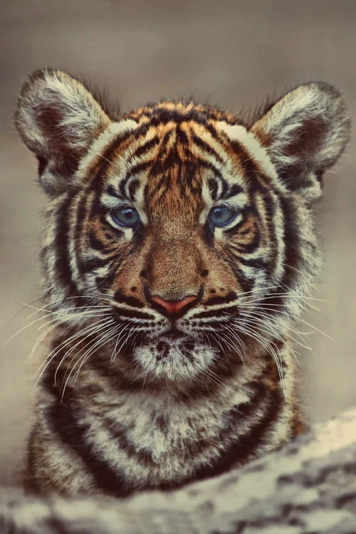160-blue-eye-tiger-32474afb-sz500x750-animate.jpg