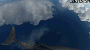 31.gif