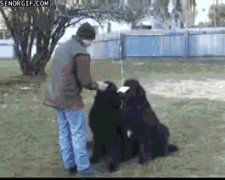 anigif_enhanced-buzz-22474-1385054184-0.gif