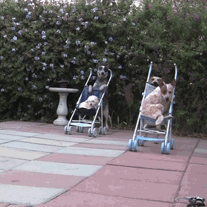 anigif_enhanced-buzz-25537-1386099041-4.gif