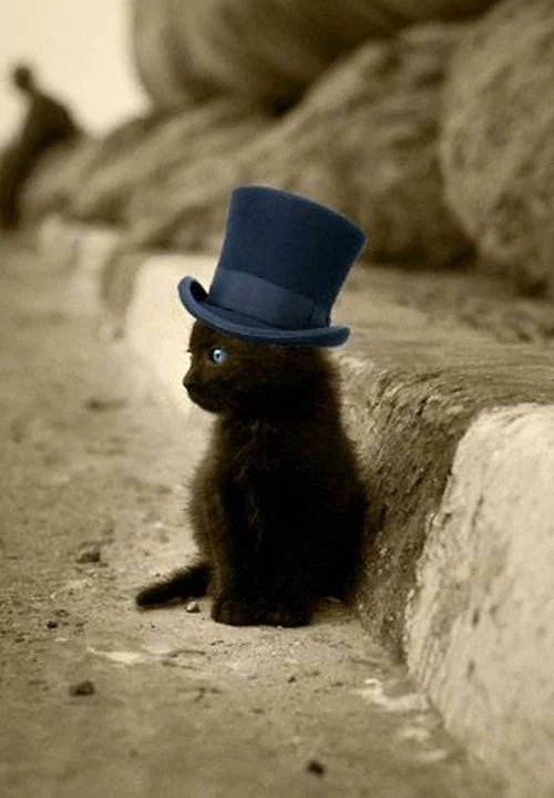 128-tap-cat-1.jpg