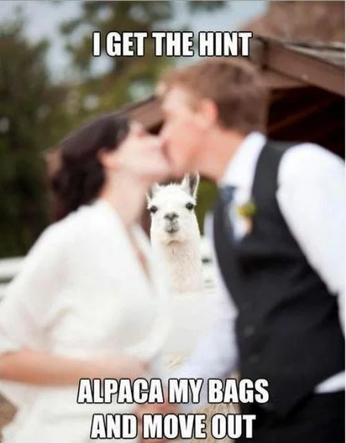 hilarious-photos-thechive-funny-51.jpg